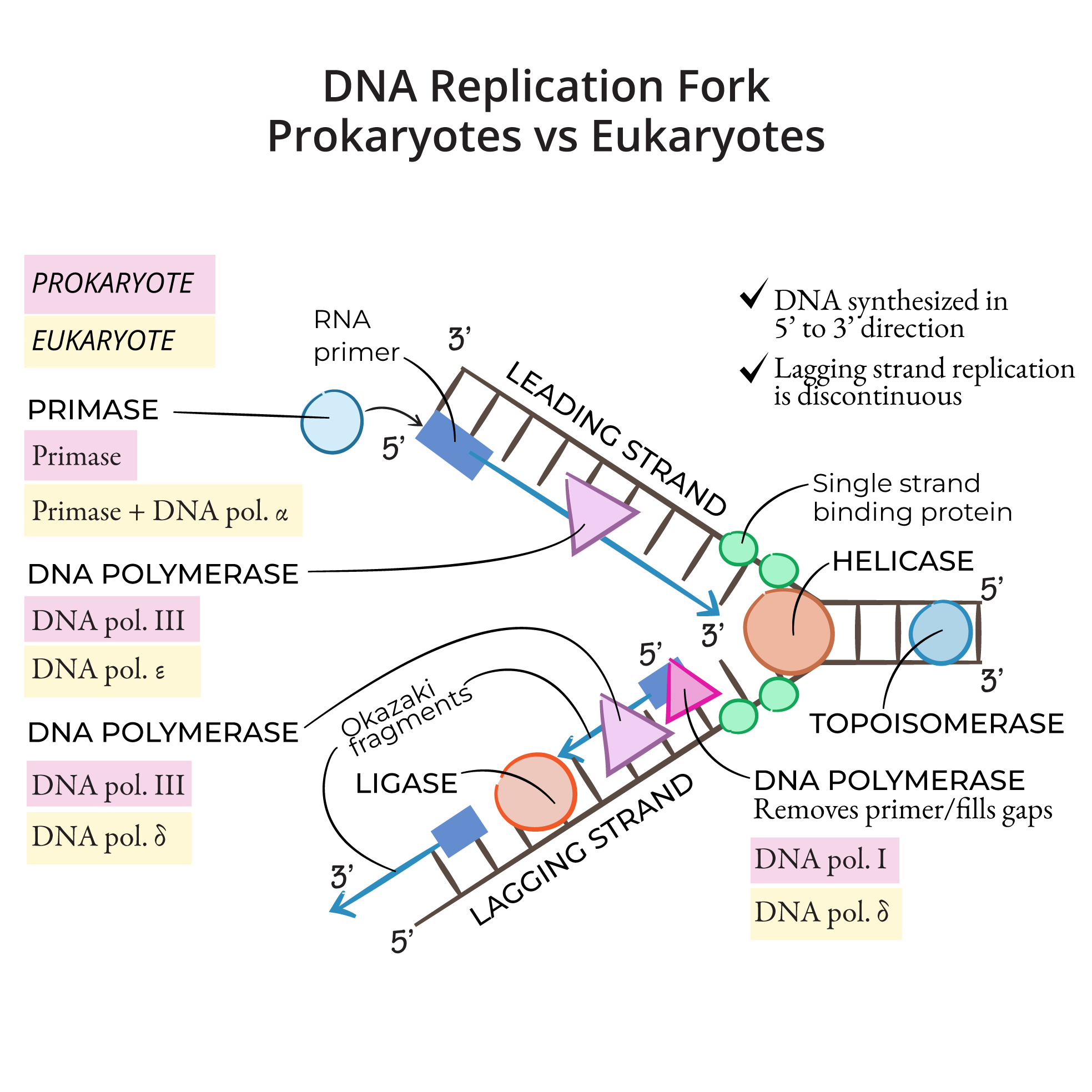 DNA Replication