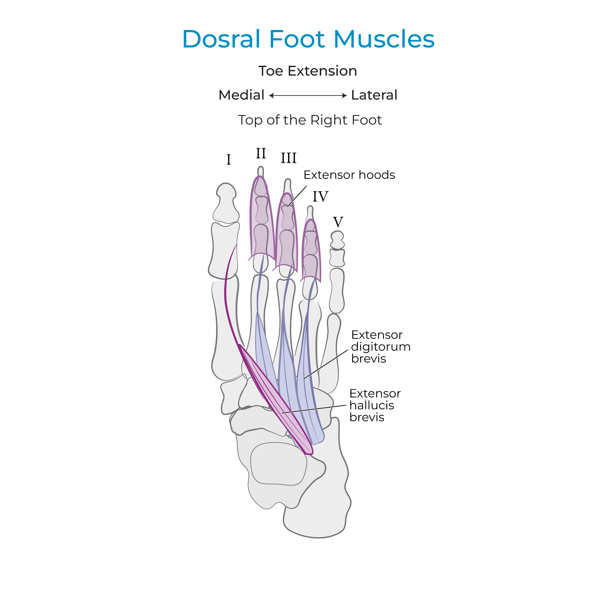 Foot Muscles (Intrinsic)