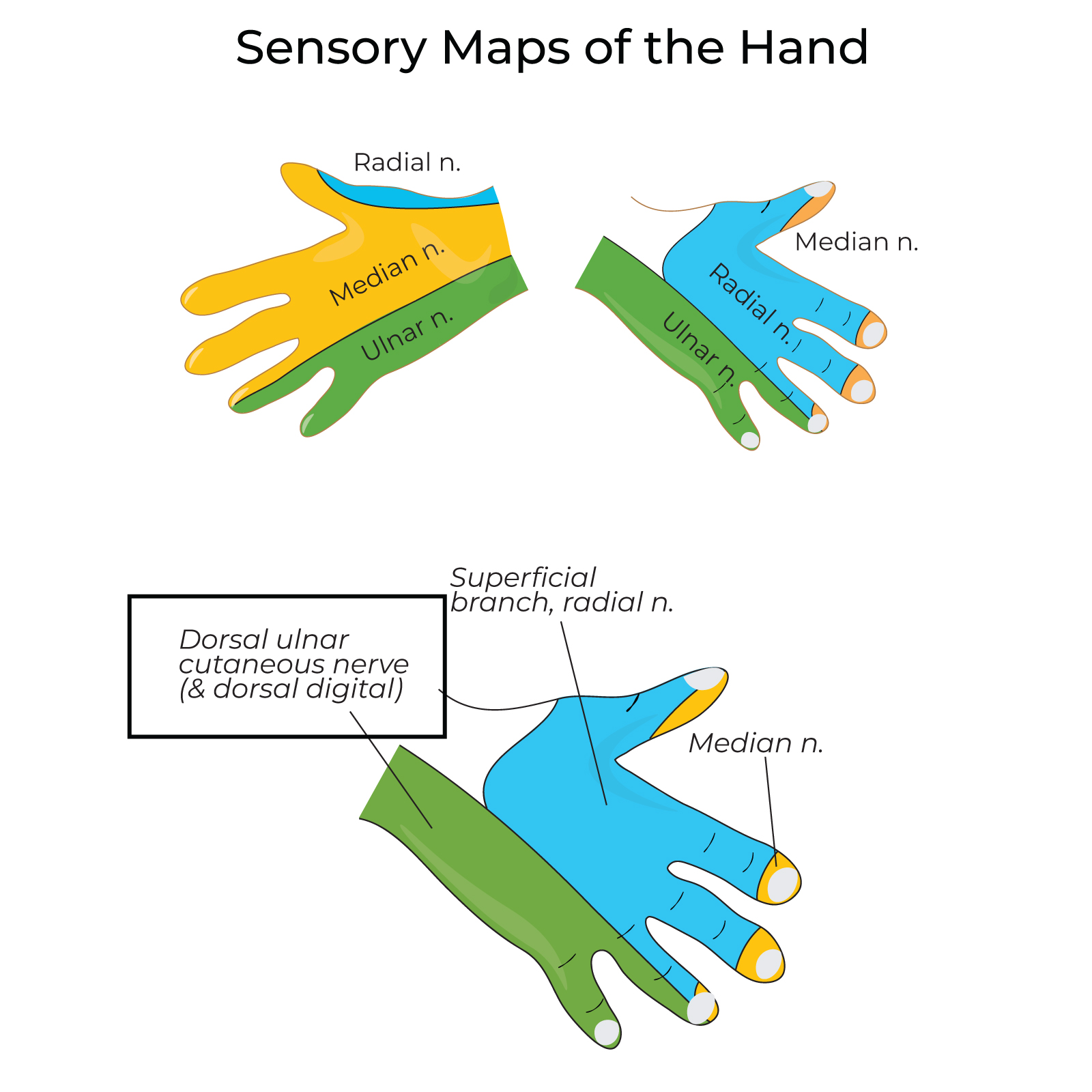 Superficial branch (of ulnar nerve)