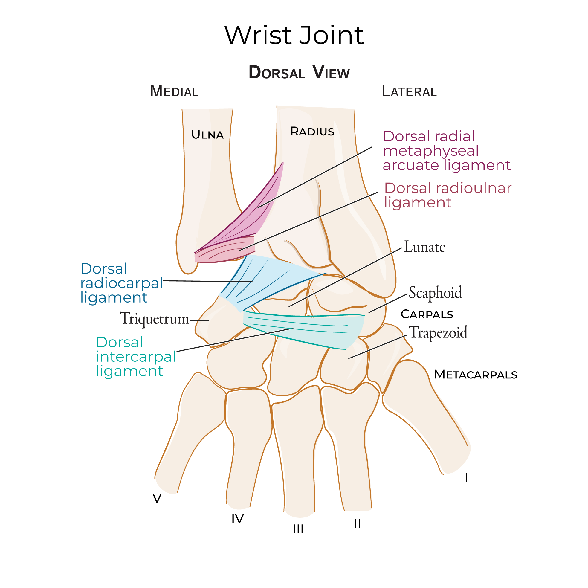 Wrist Joint