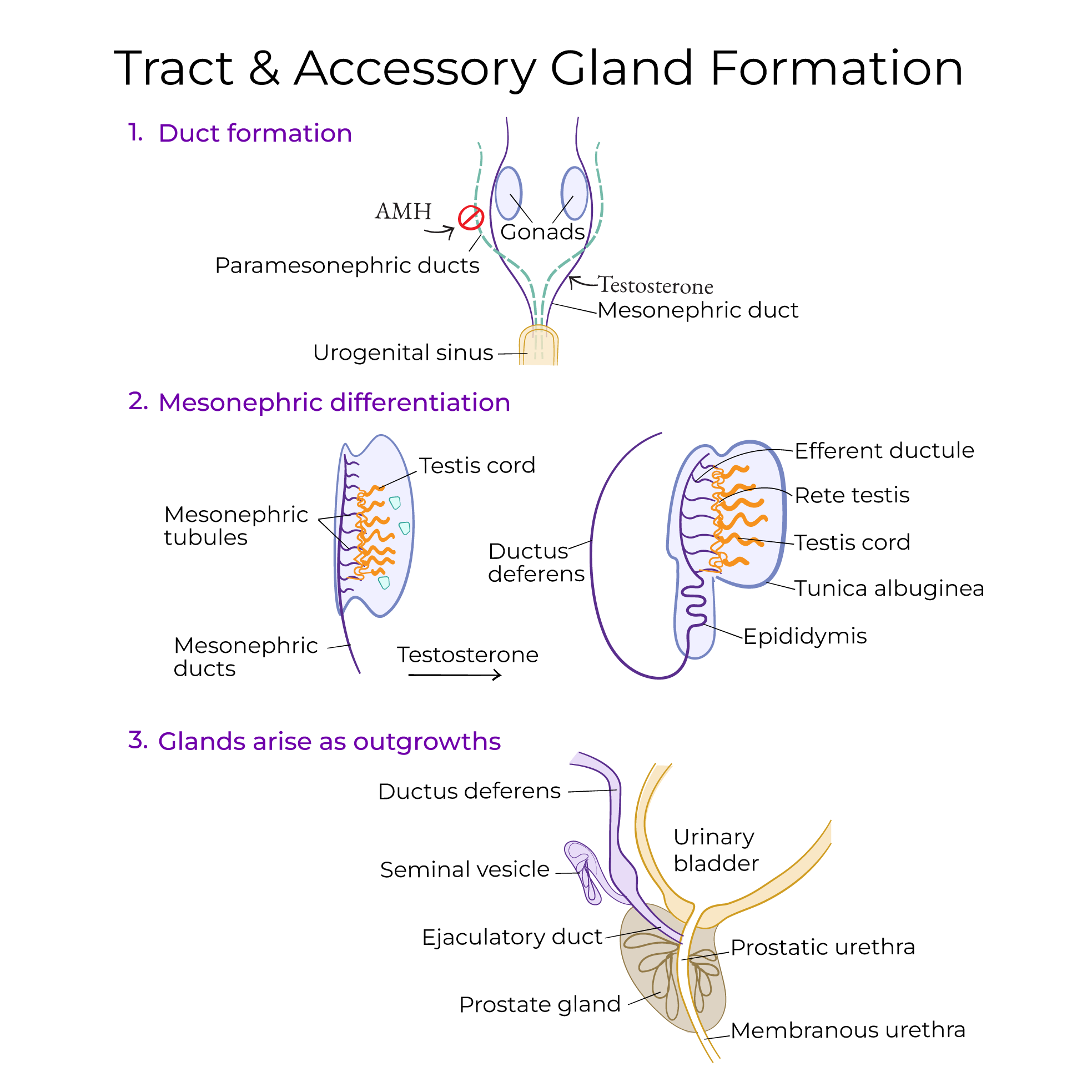 Testes and Supportive Tract Development