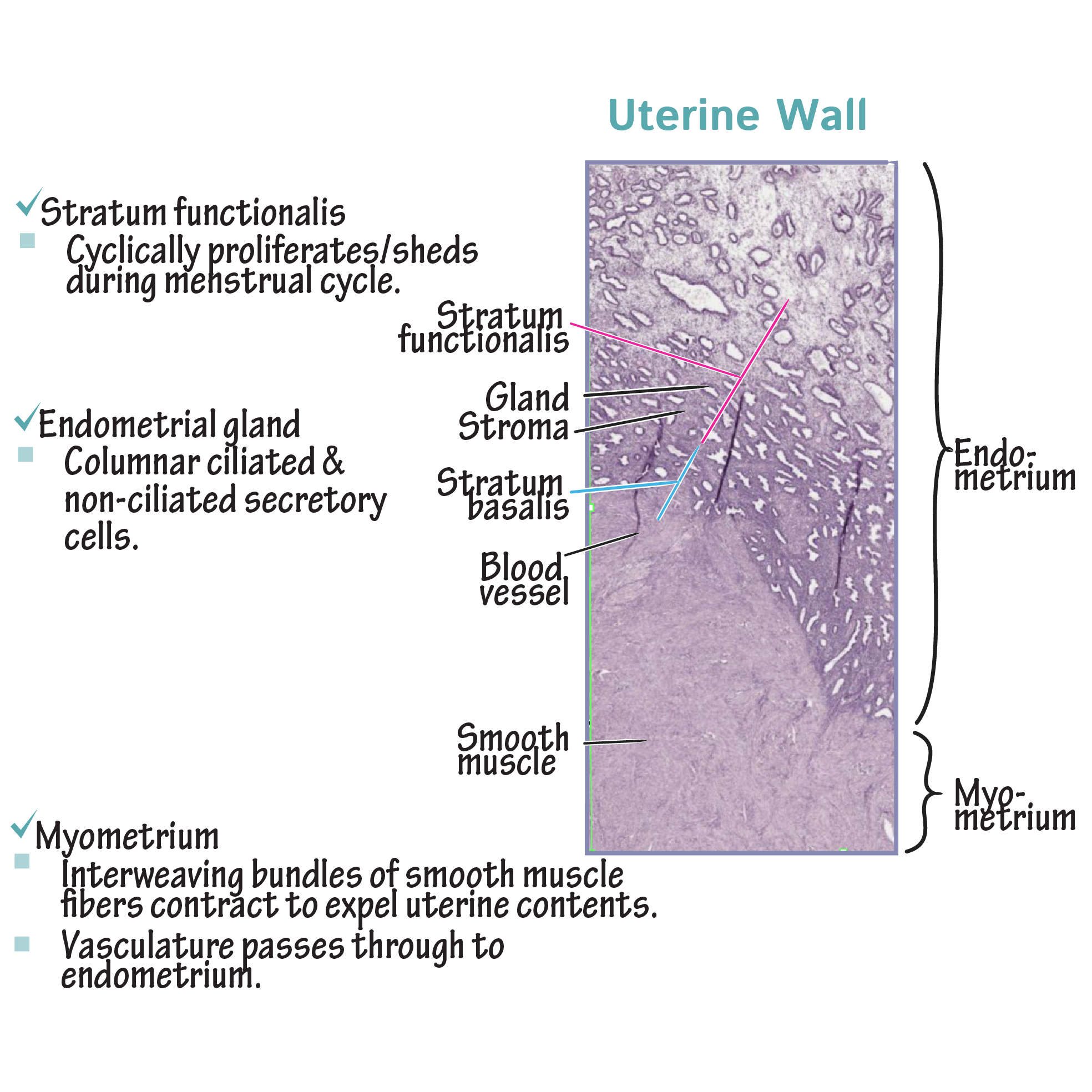 Histology Glossary Histology Uterine Wall Ditki Medical Histology Glossary Histology Uterine Wall Ditki Medical
