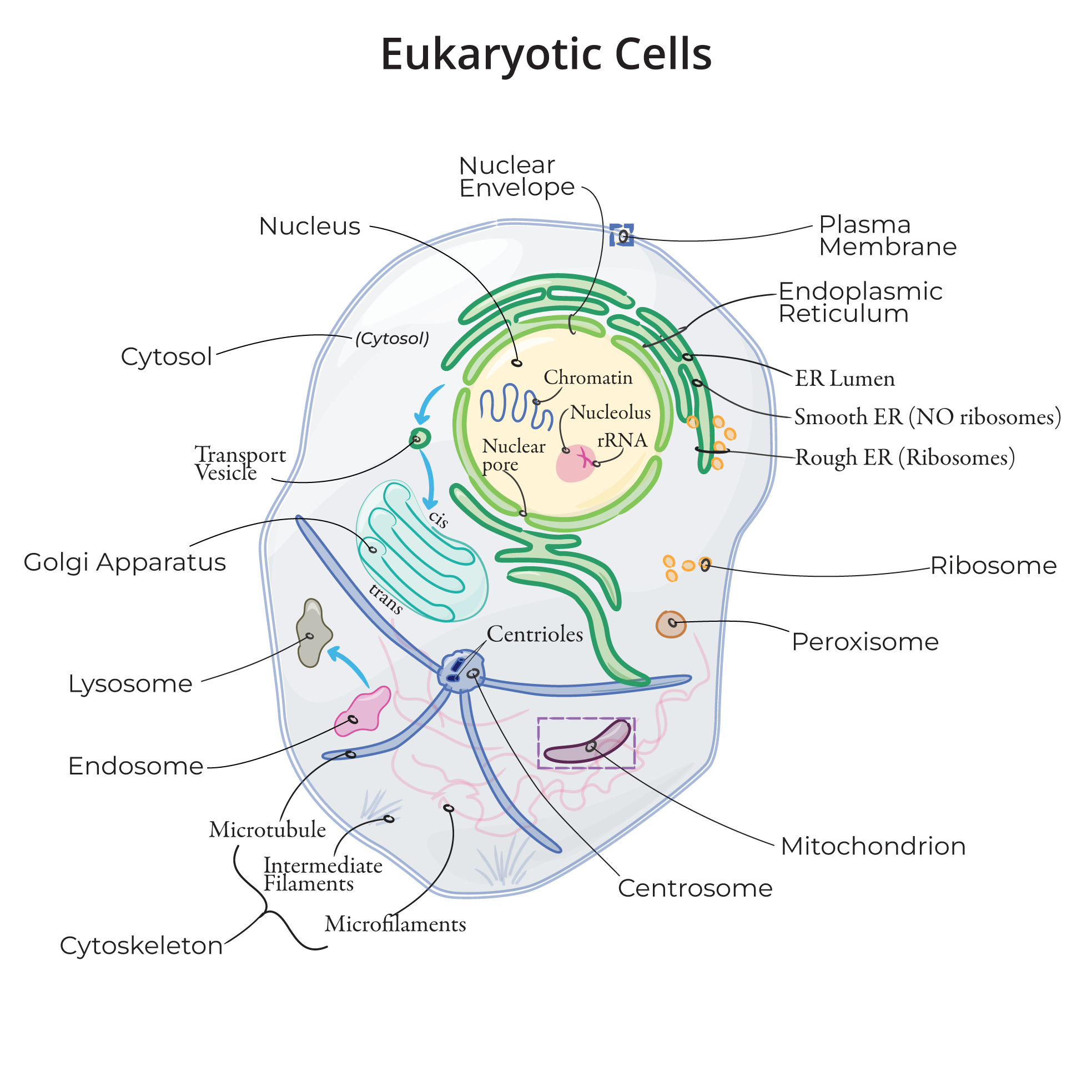 Eukaryotic Cells