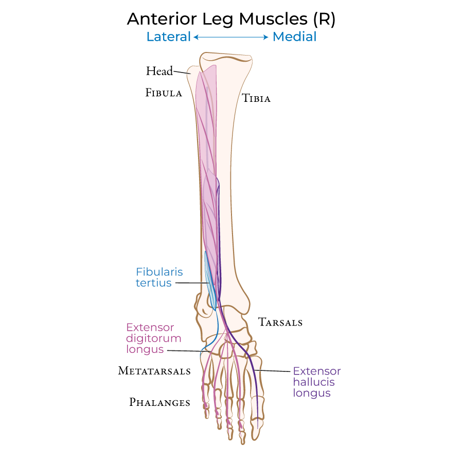 Leg - Anterior