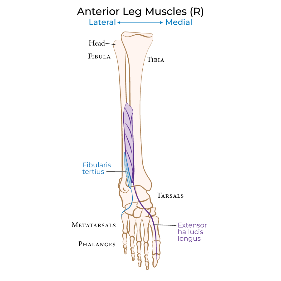 Leg - Anterior
