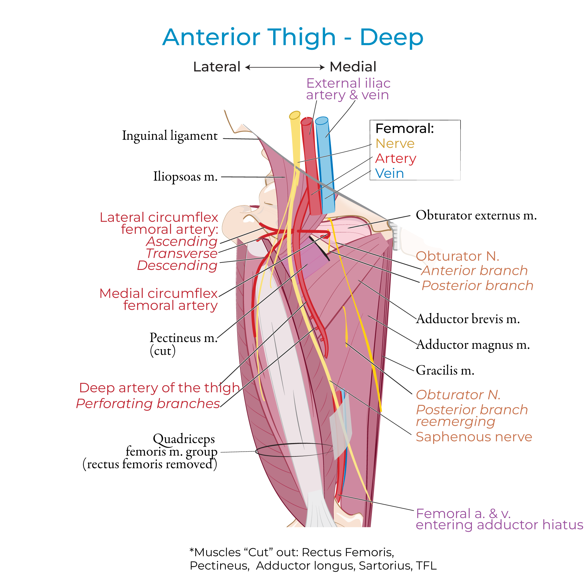 Anterior Thigh - Neurovascular Structures
