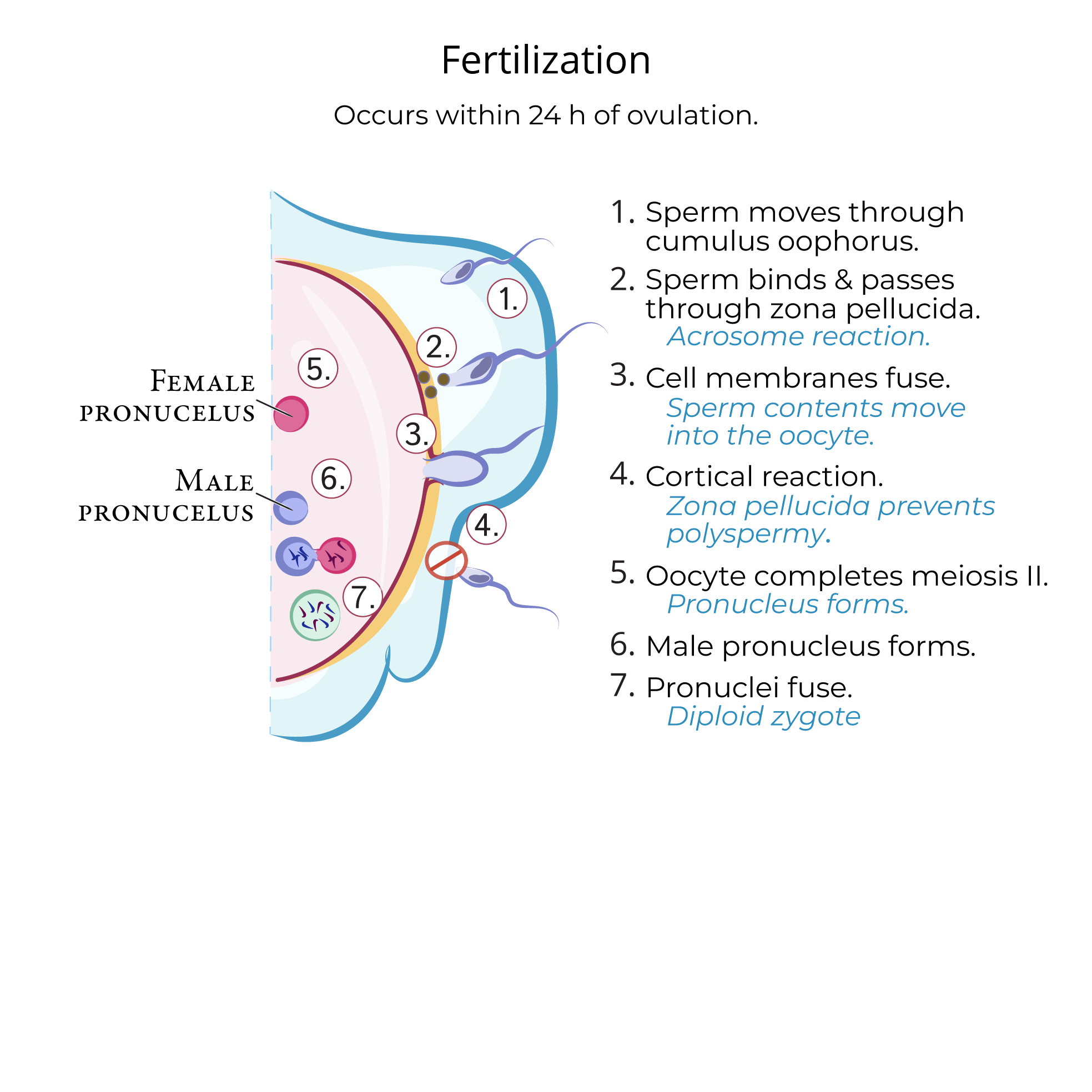 Gamete Transport & Fertilization