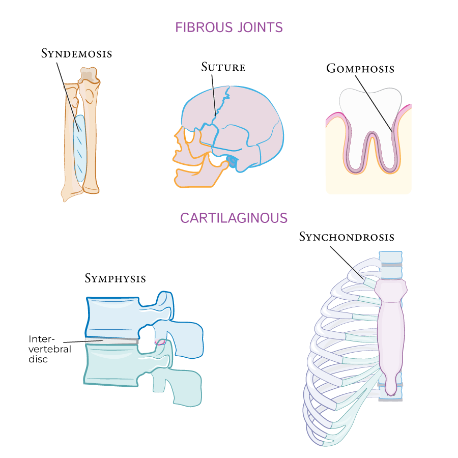 Articulations (Joints)