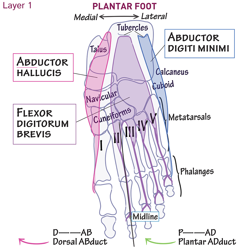 Foot Muscles (1st Layer)