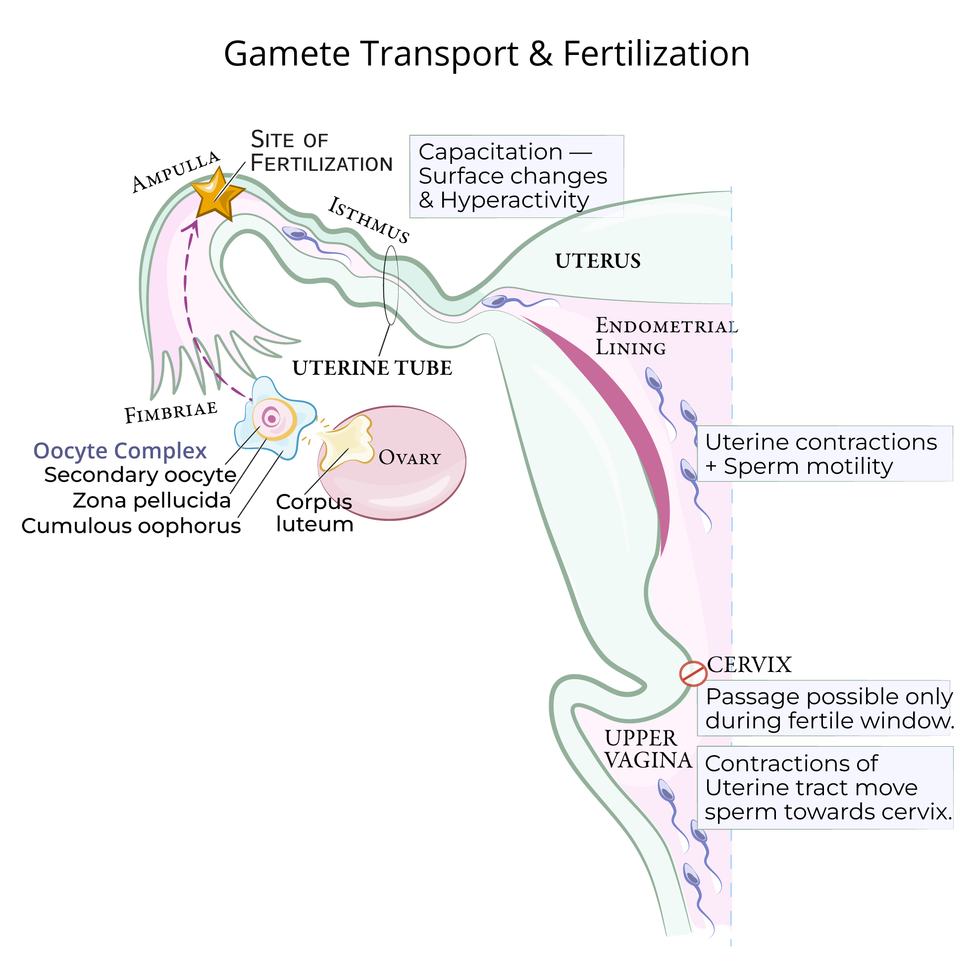 Gamete Transport & Fertilization