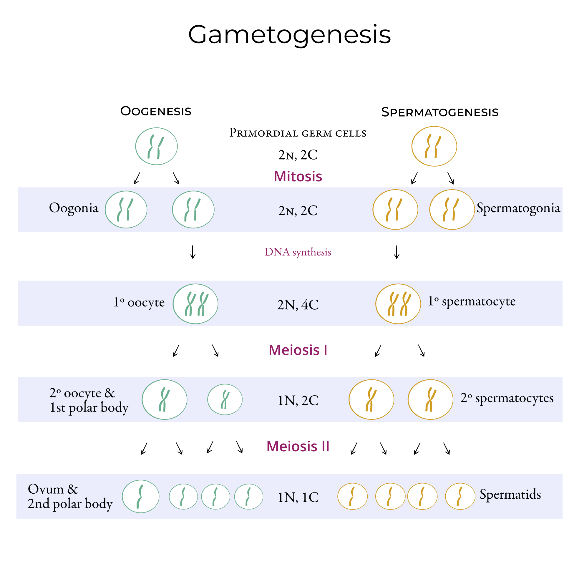 Gametogenesis
