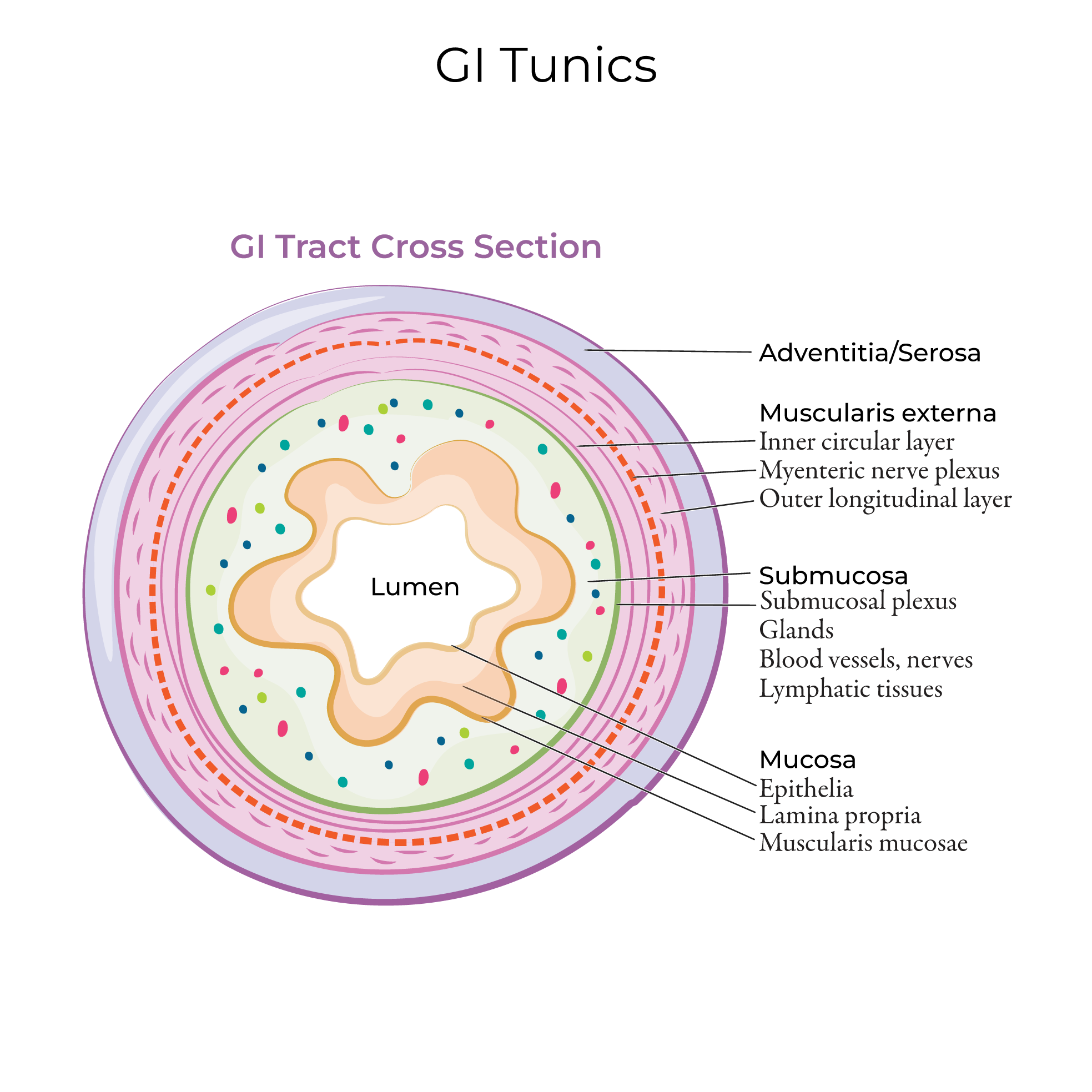 Gastrointestinal Tract Tunics