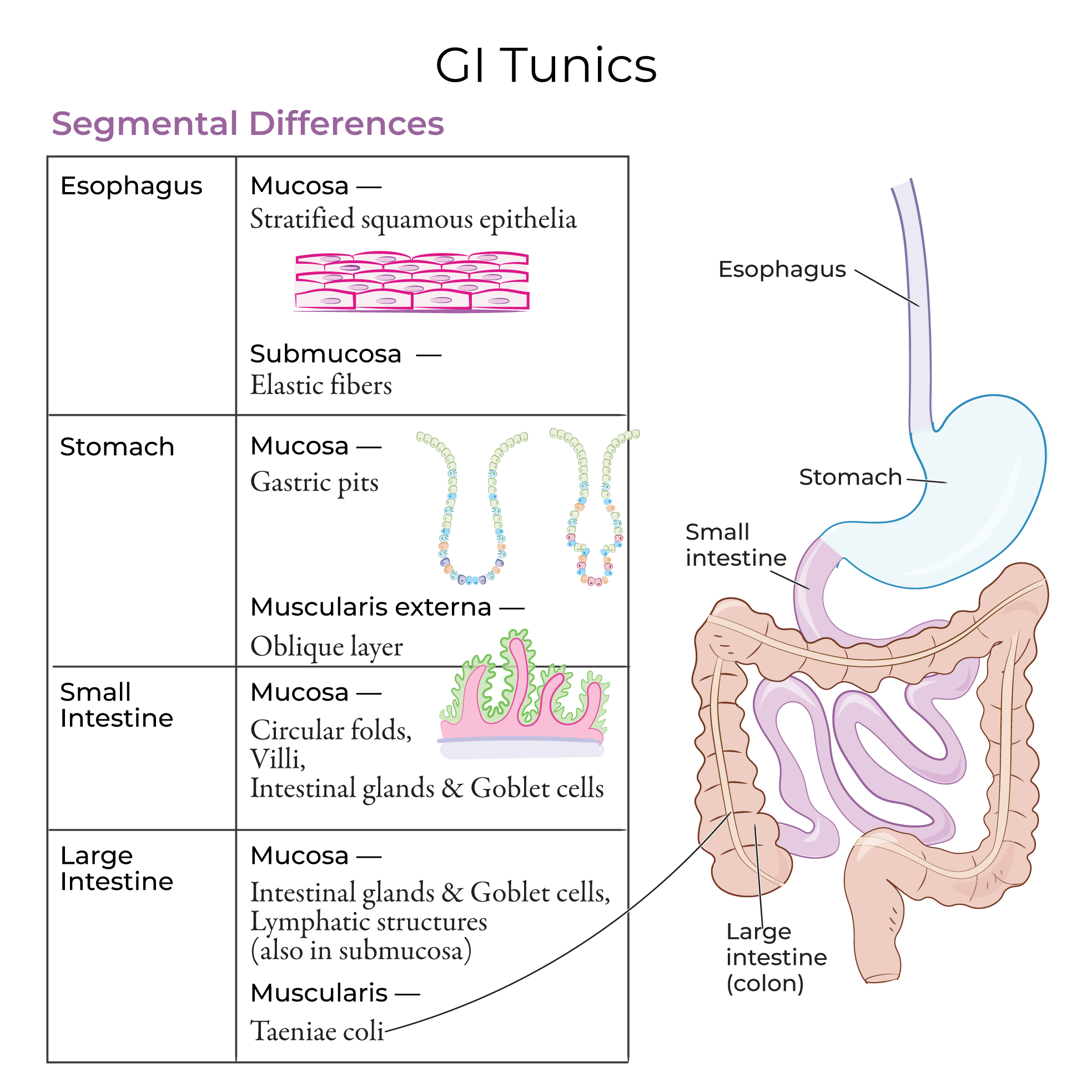 Gastrointestinal Tract Tunics