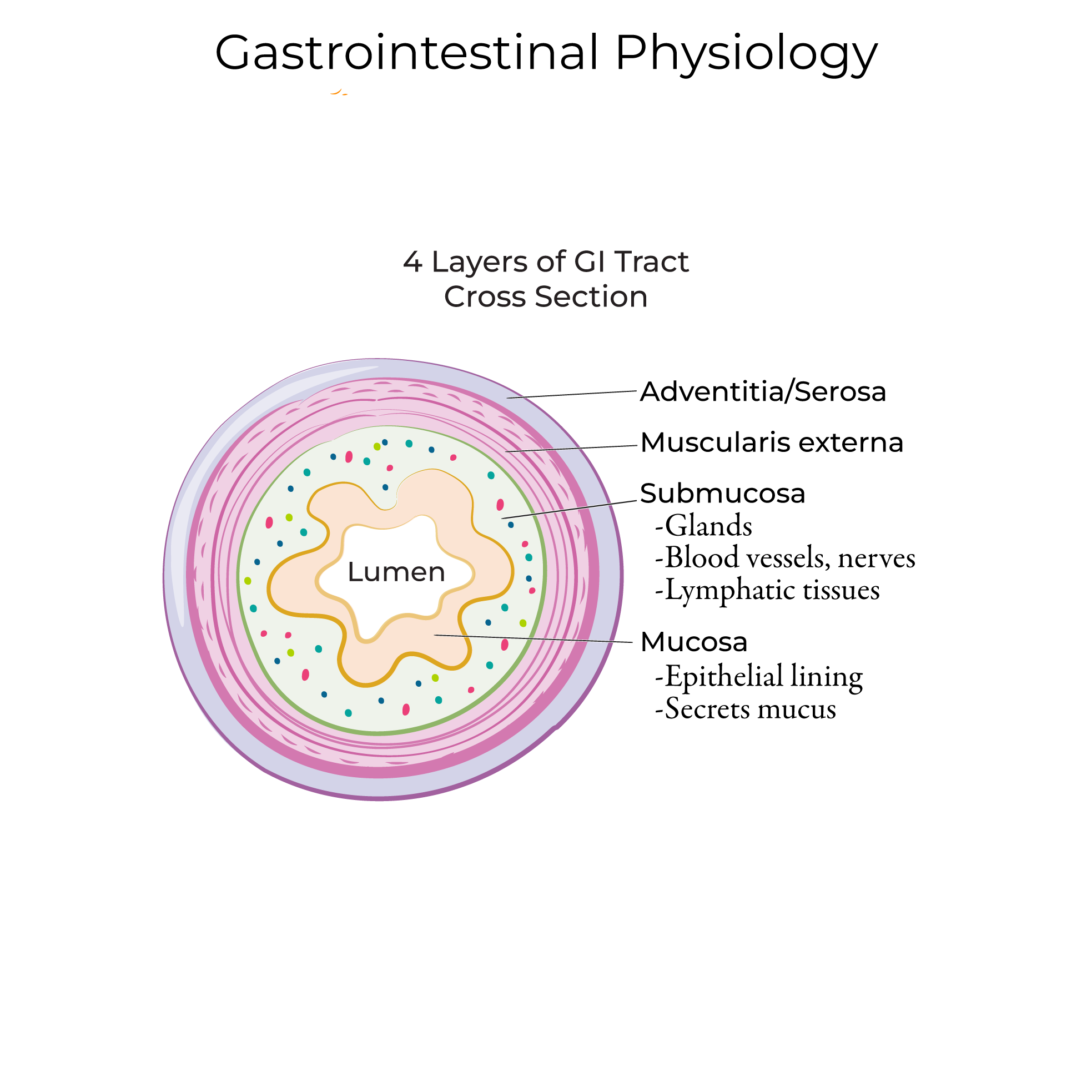 Introduction to Gastrointestinal Physiology