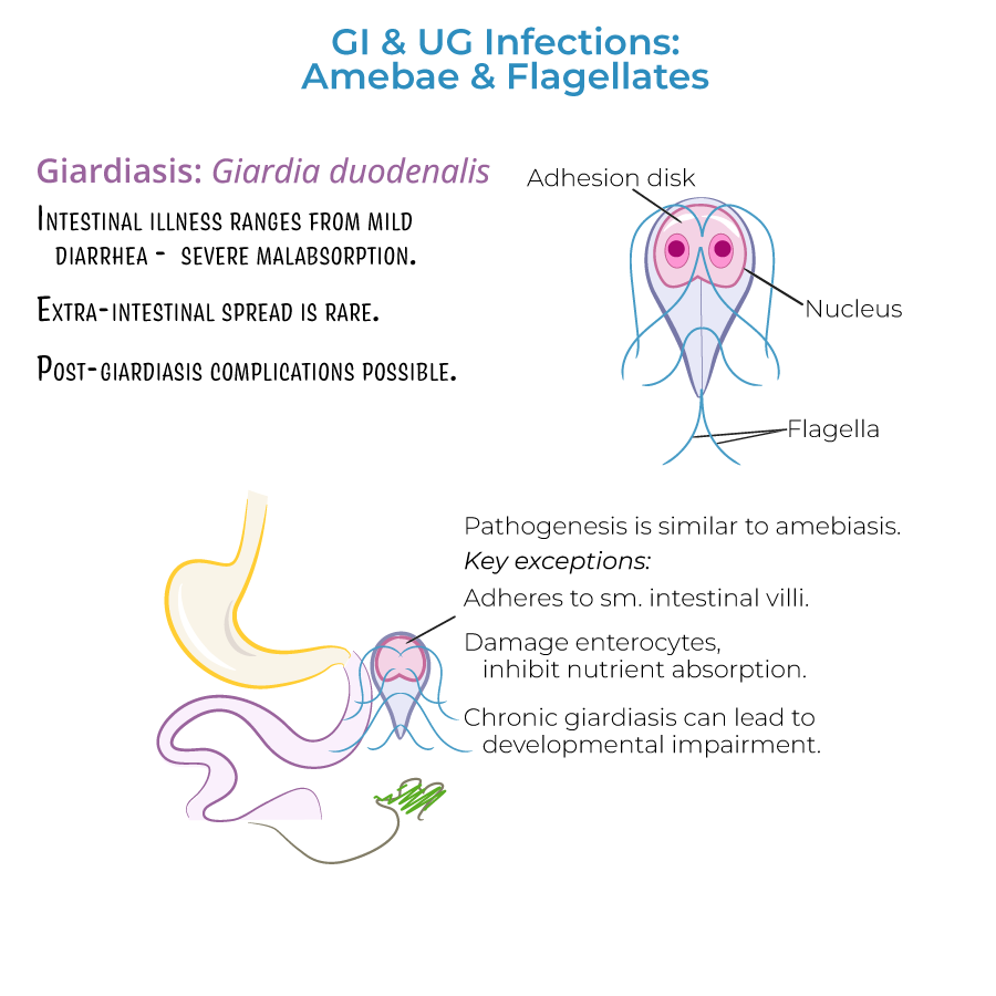 Amebae & Flagellates: Gastrointestinal & Urogenital Infections