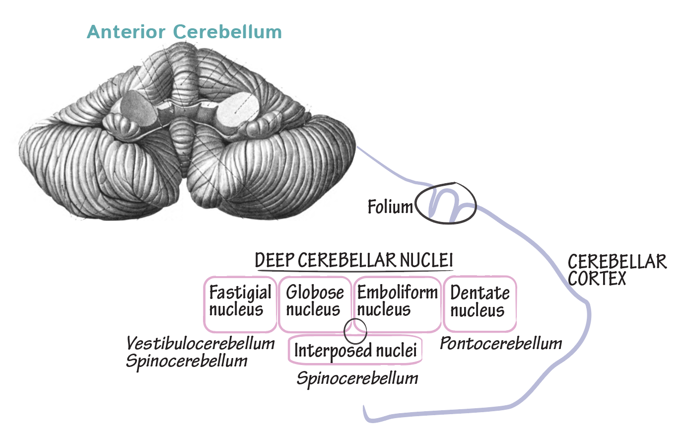 Globose (posterior interpositus) nucleus