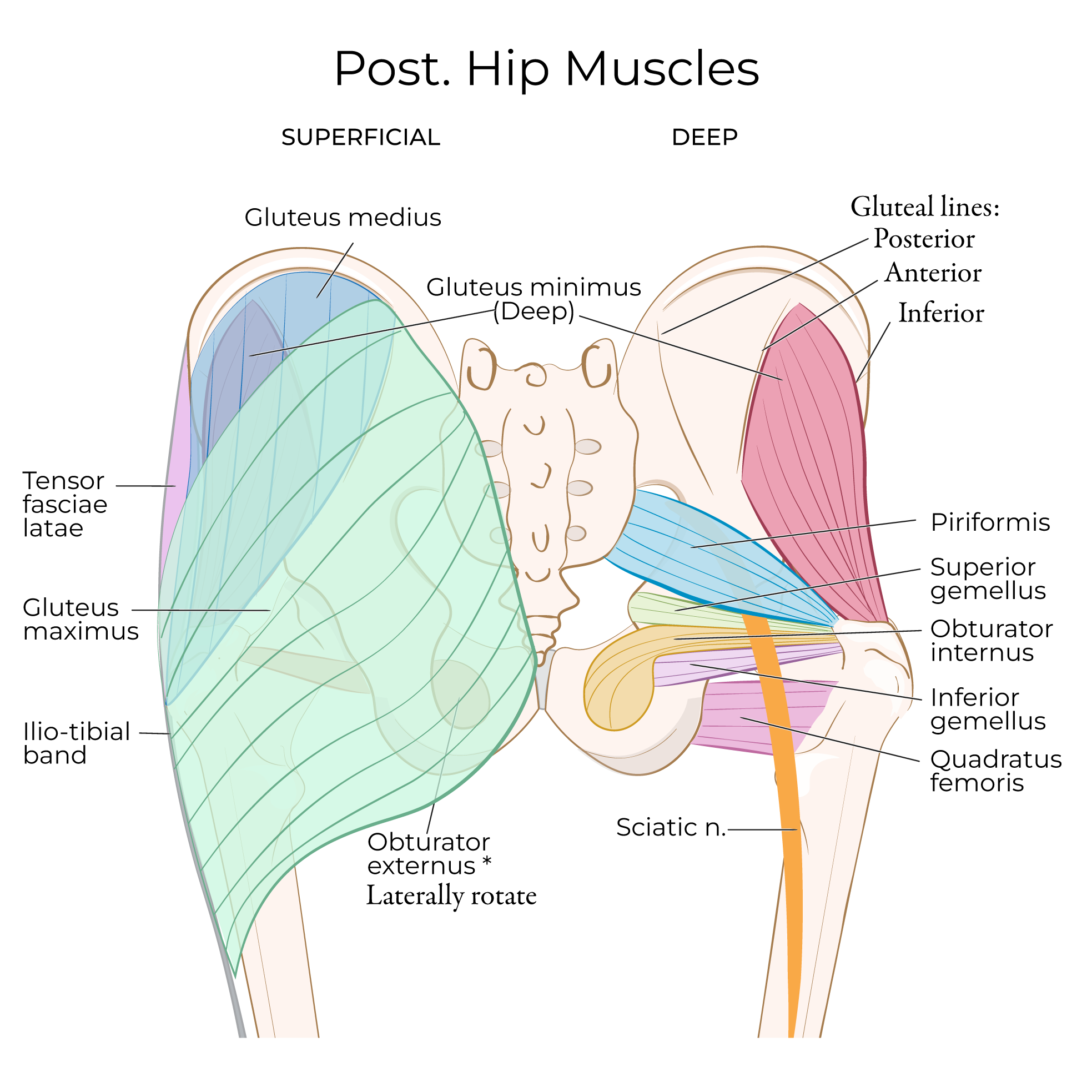 Posterior Hip Muscles