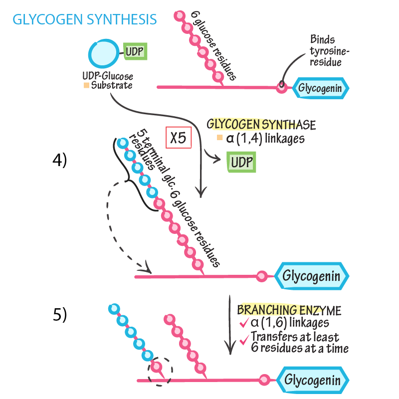 Biochemistry Glossary Glycogen Structure Synthesis Ditki Medical Biochemistry Glossary Glycogen Structure Synthesis Ditki Medical
