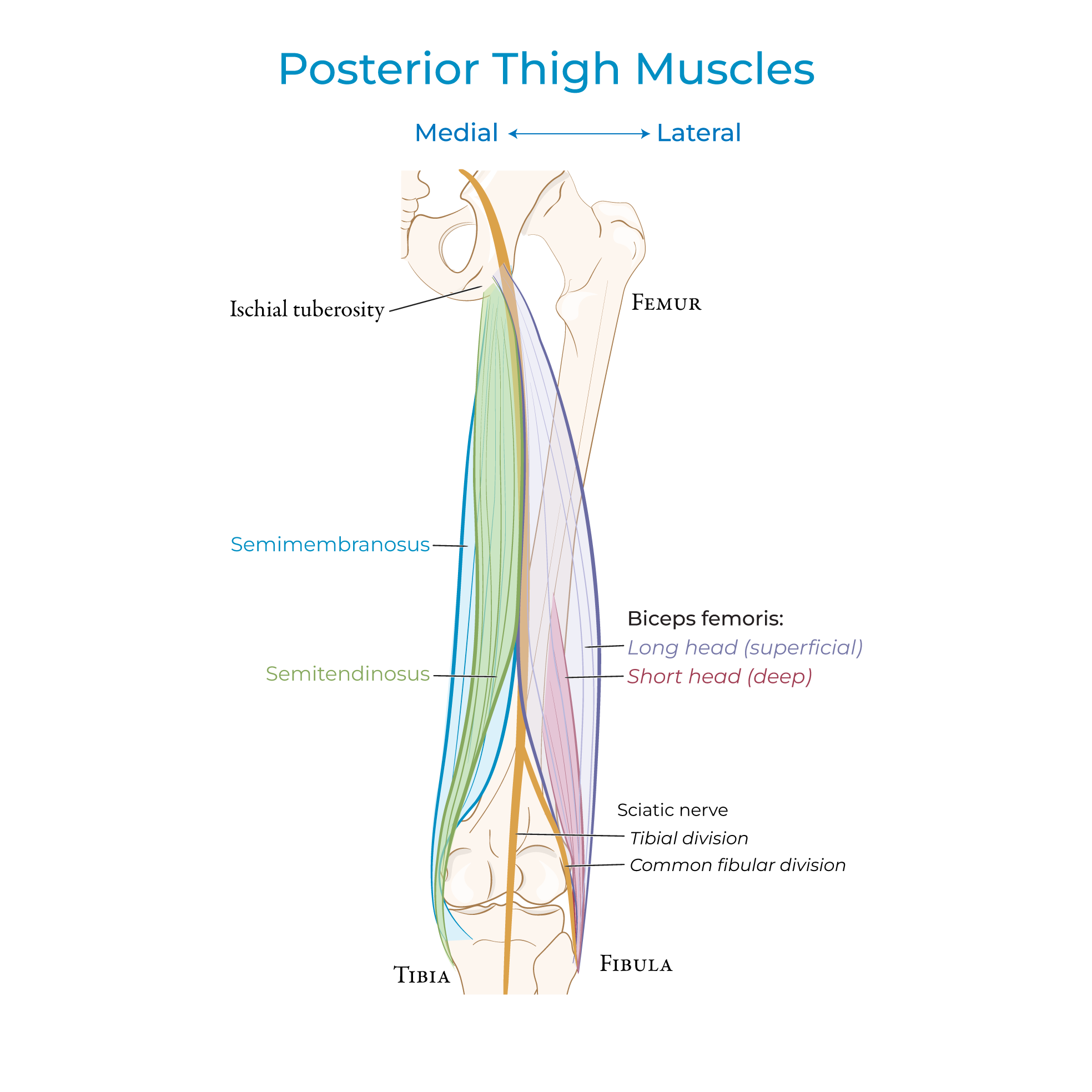 Posterior Thigh Muscles