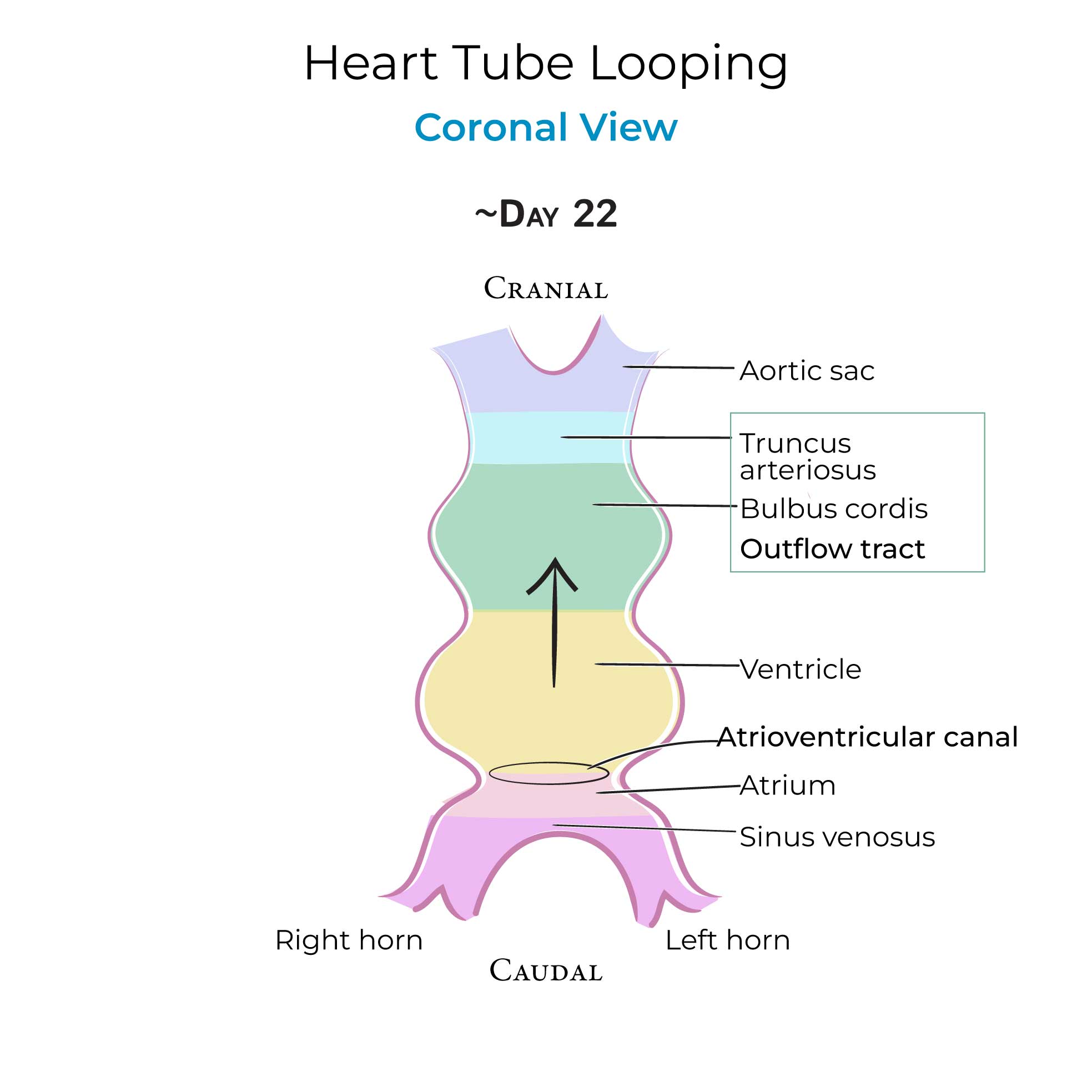 Heart Tube Looping