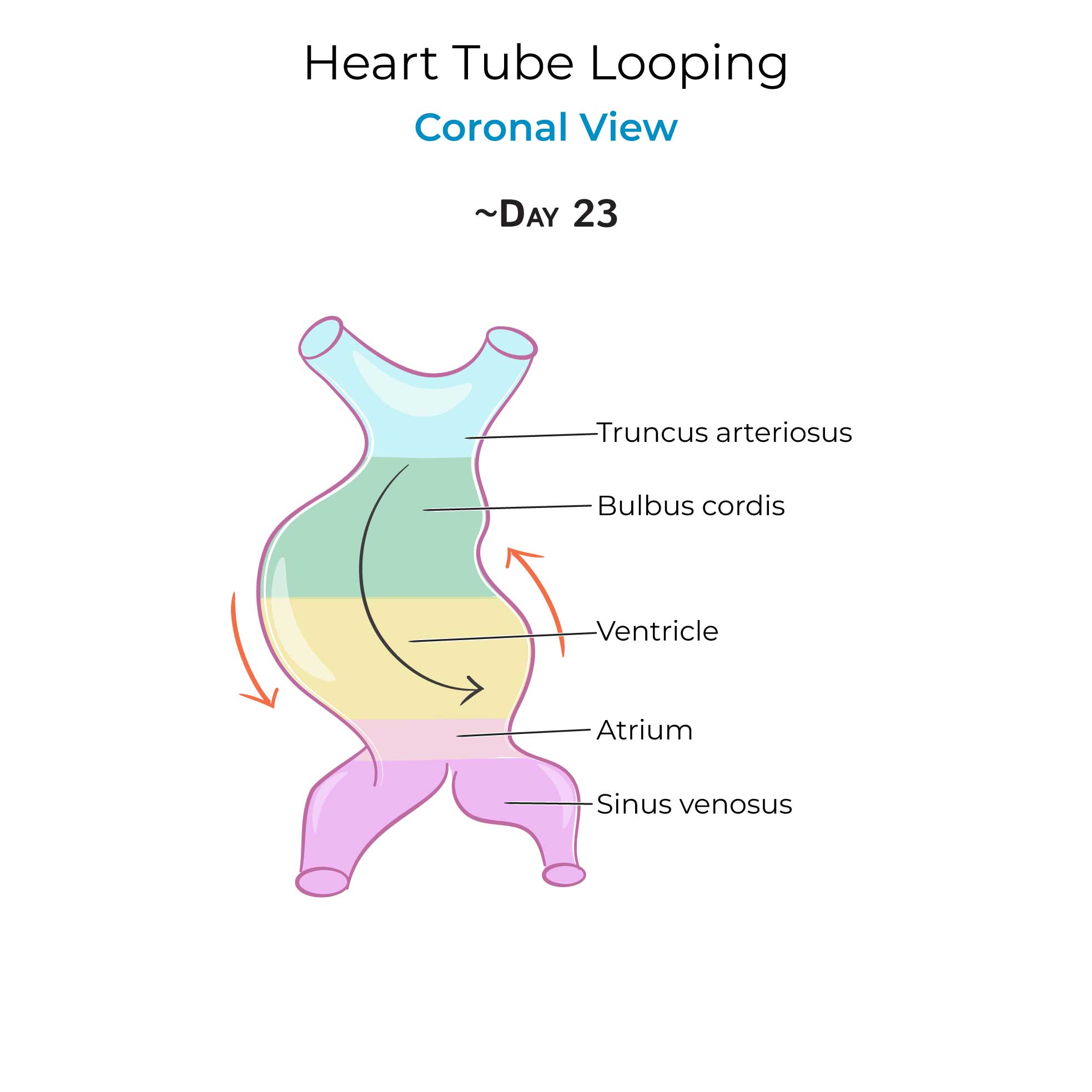 Heart Tube Looping