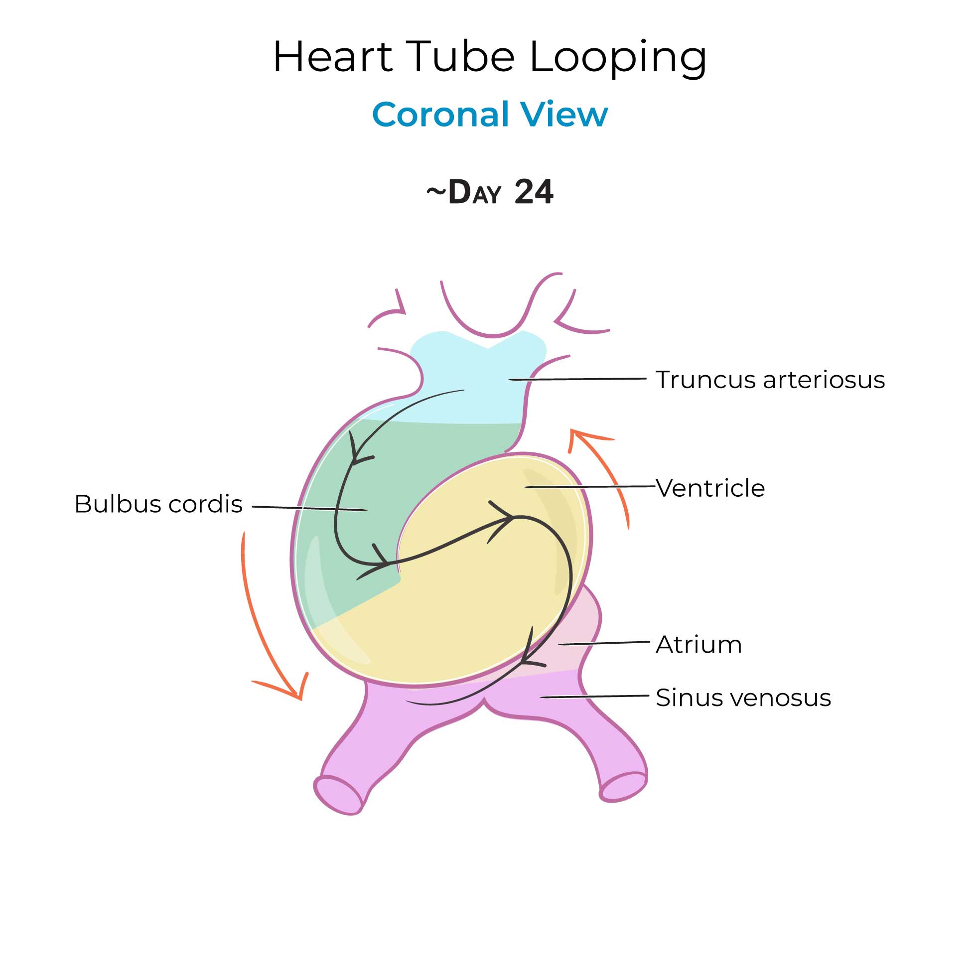 Heart Tube Looping