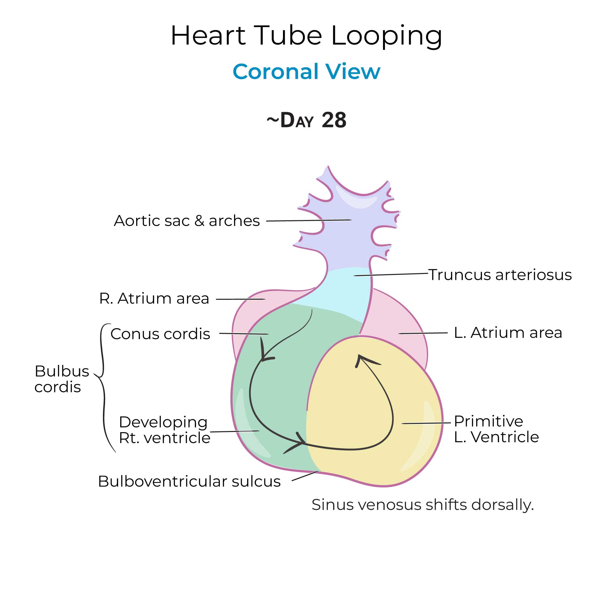 Heart Tube Looping