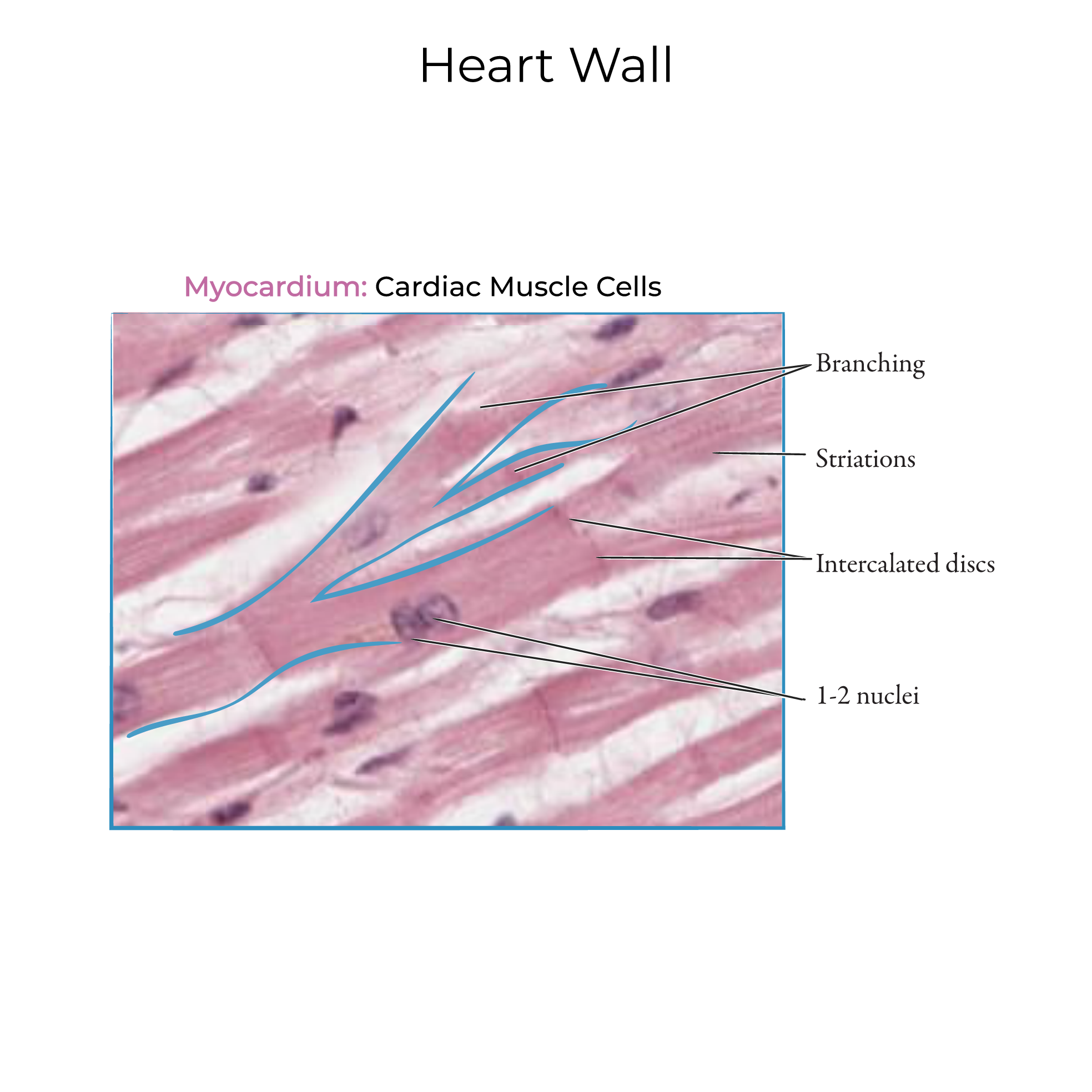 Heart Wall Histology