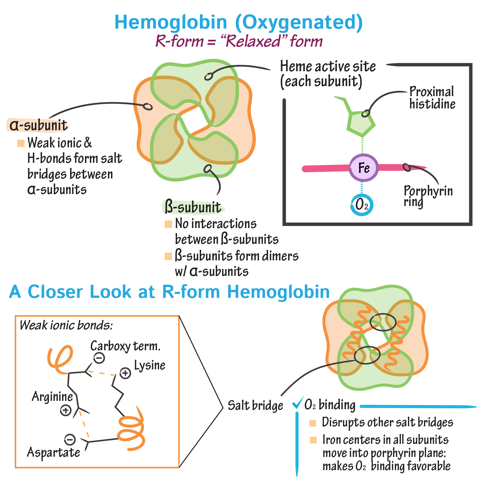 Hemoglobin Oxygen Binding