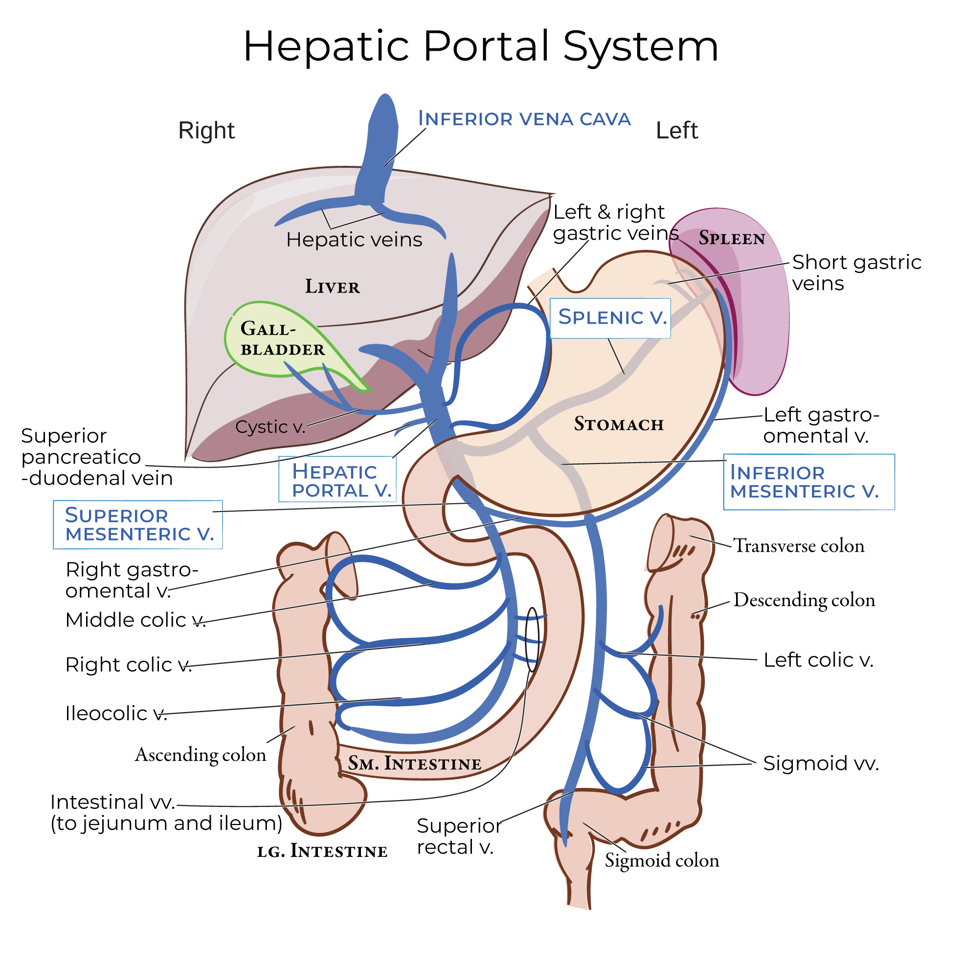 Hepatic Portal Veins
