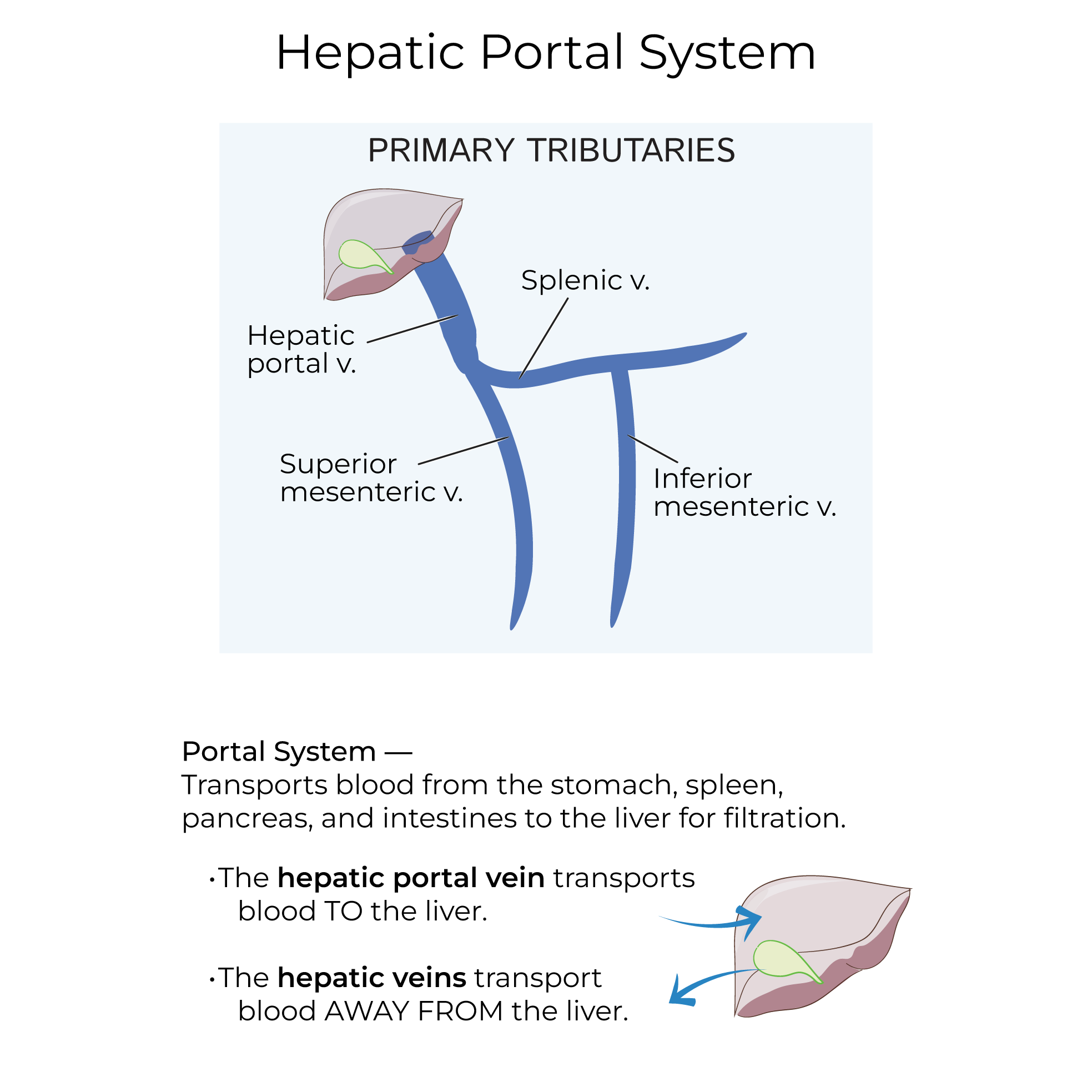 Hepatic Portal Veins