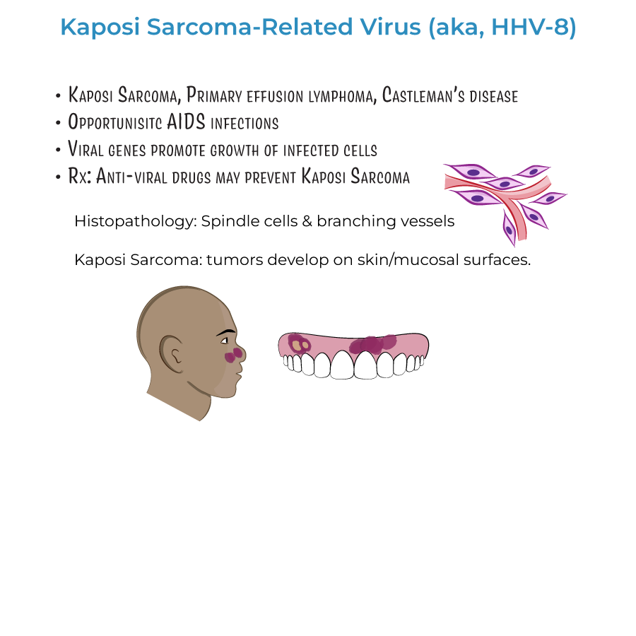 Human Herpes Virus 8: Kaposi Sarcoma-Related Virus