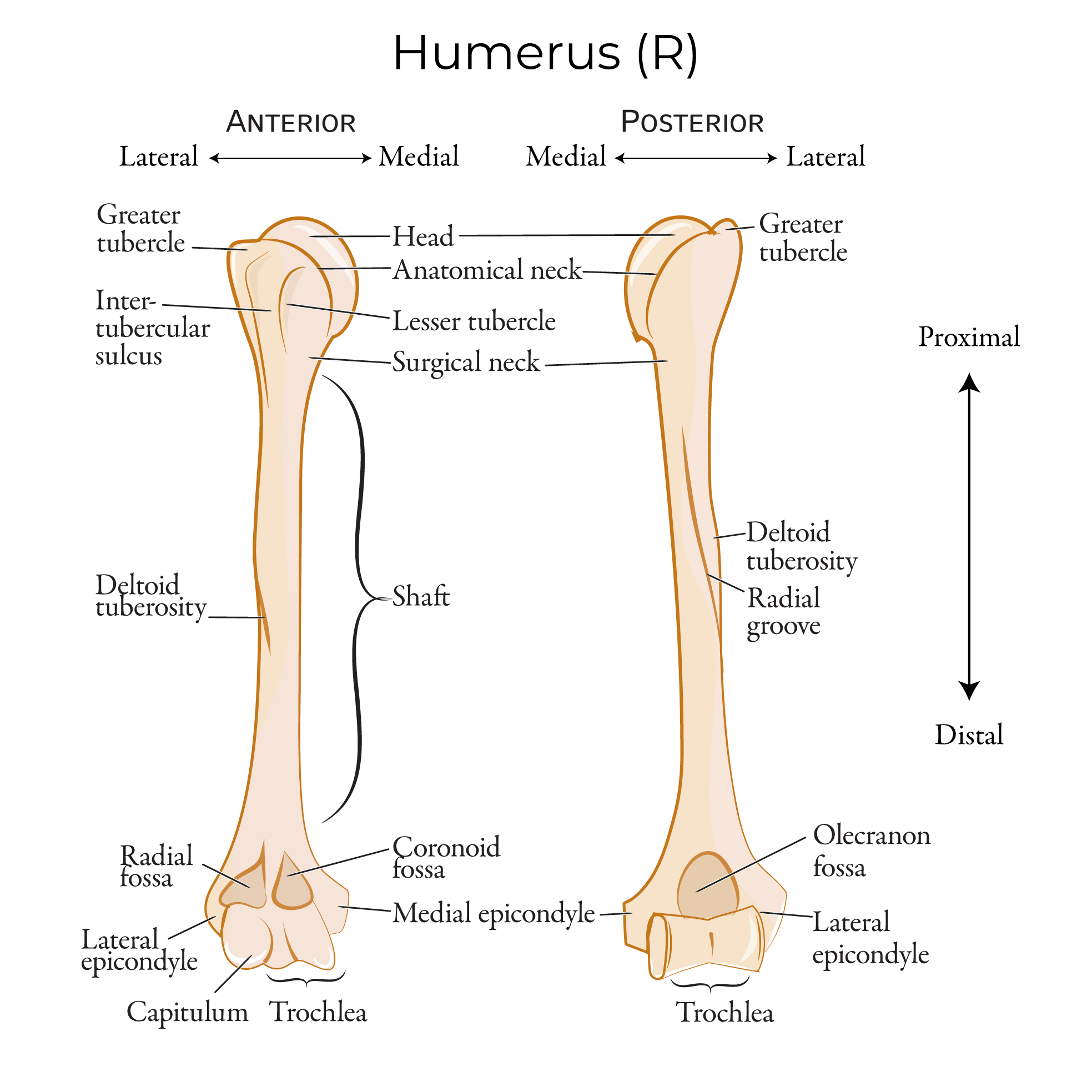 Upper Extremity Bones