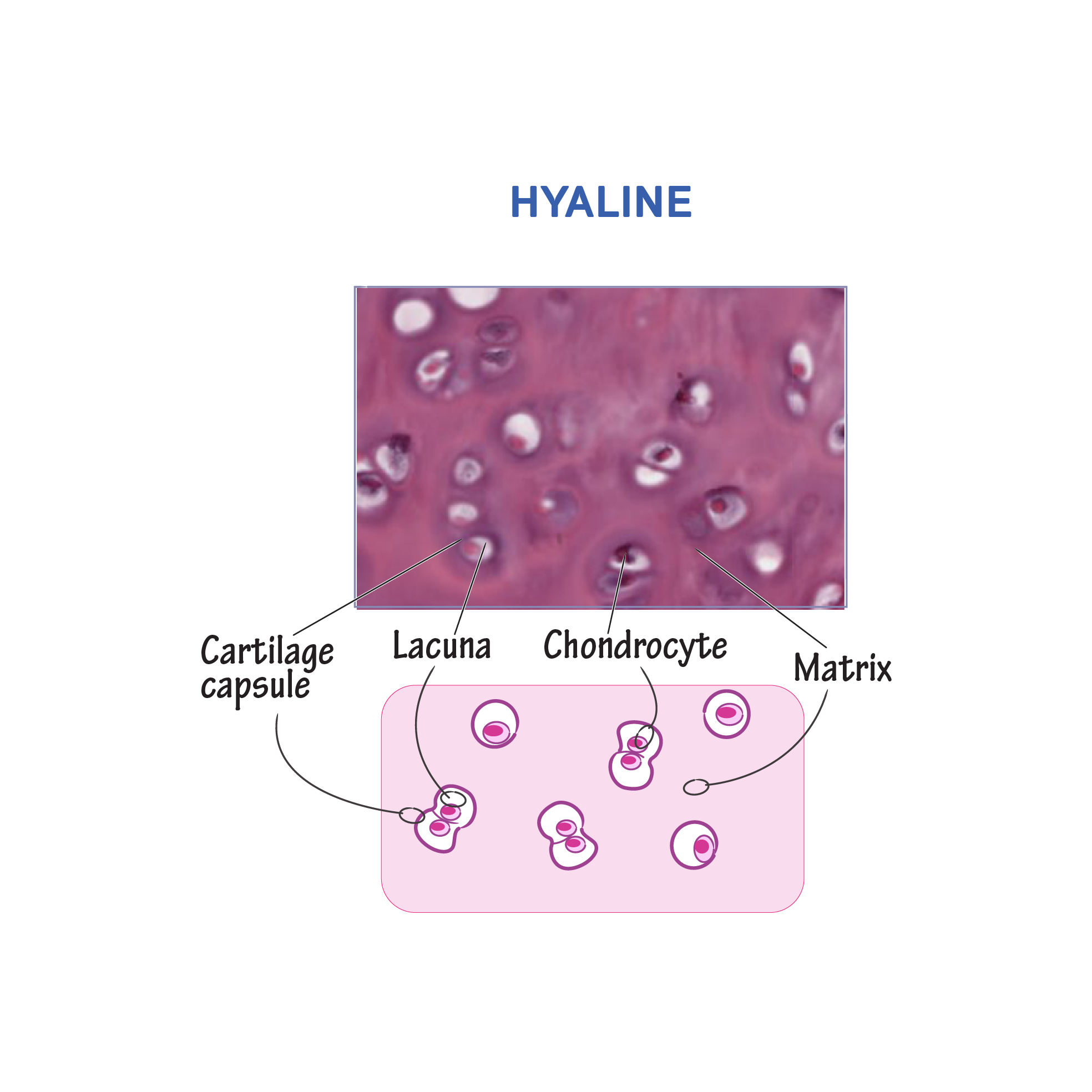 Elastic Cartilage Labeled Ground Substance