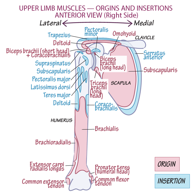 Origins & Insertions - Upper Extremity, Anterior