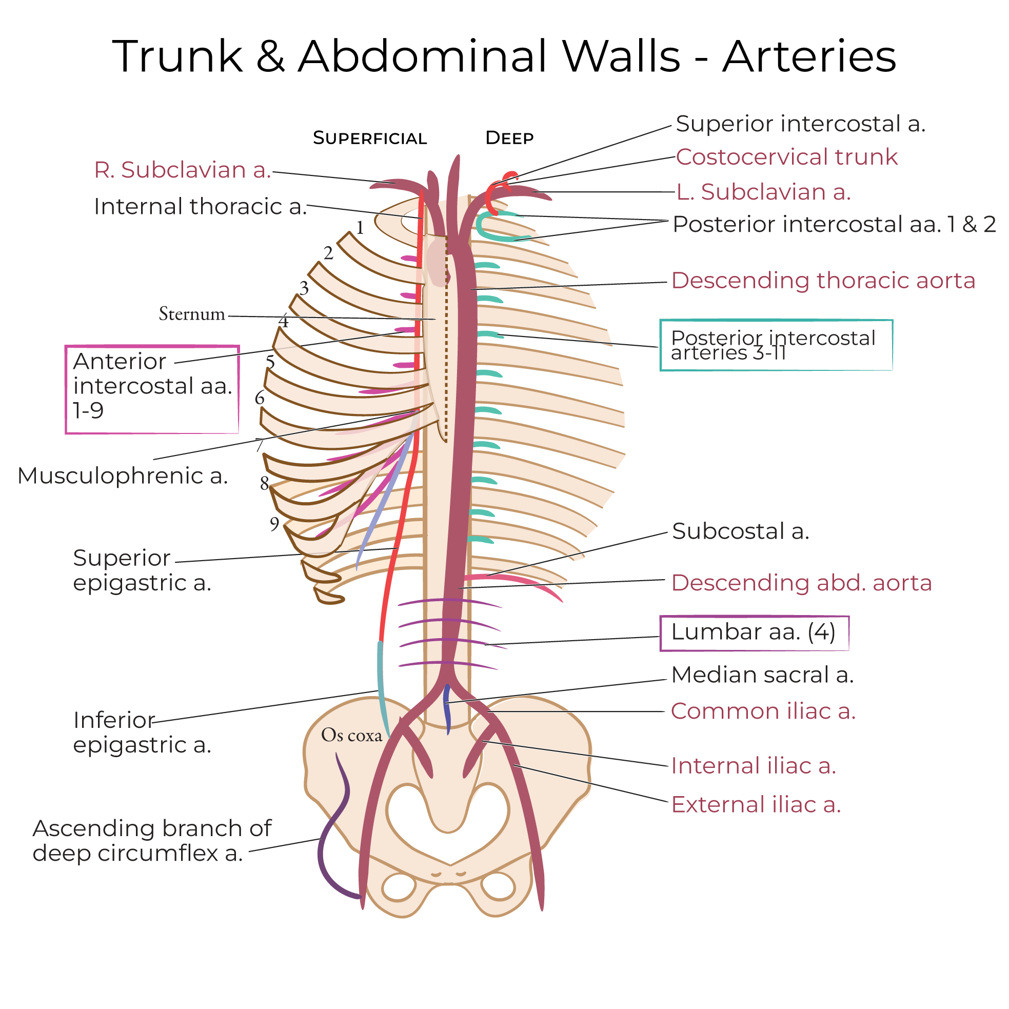 Arteries - Trunk & Abdominal Walls