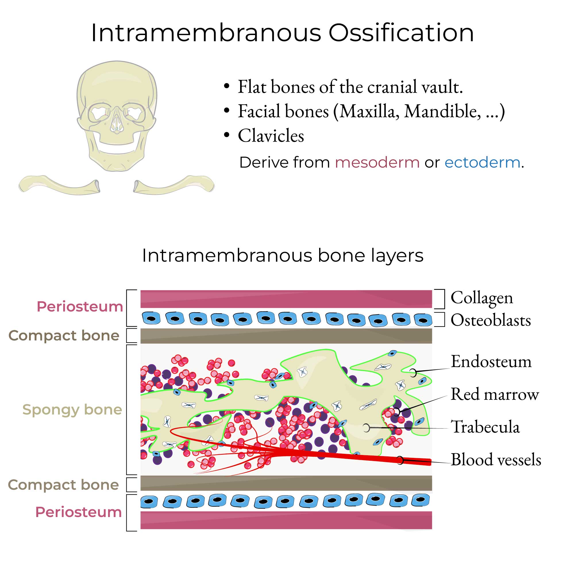 Intramembranous Ossification
