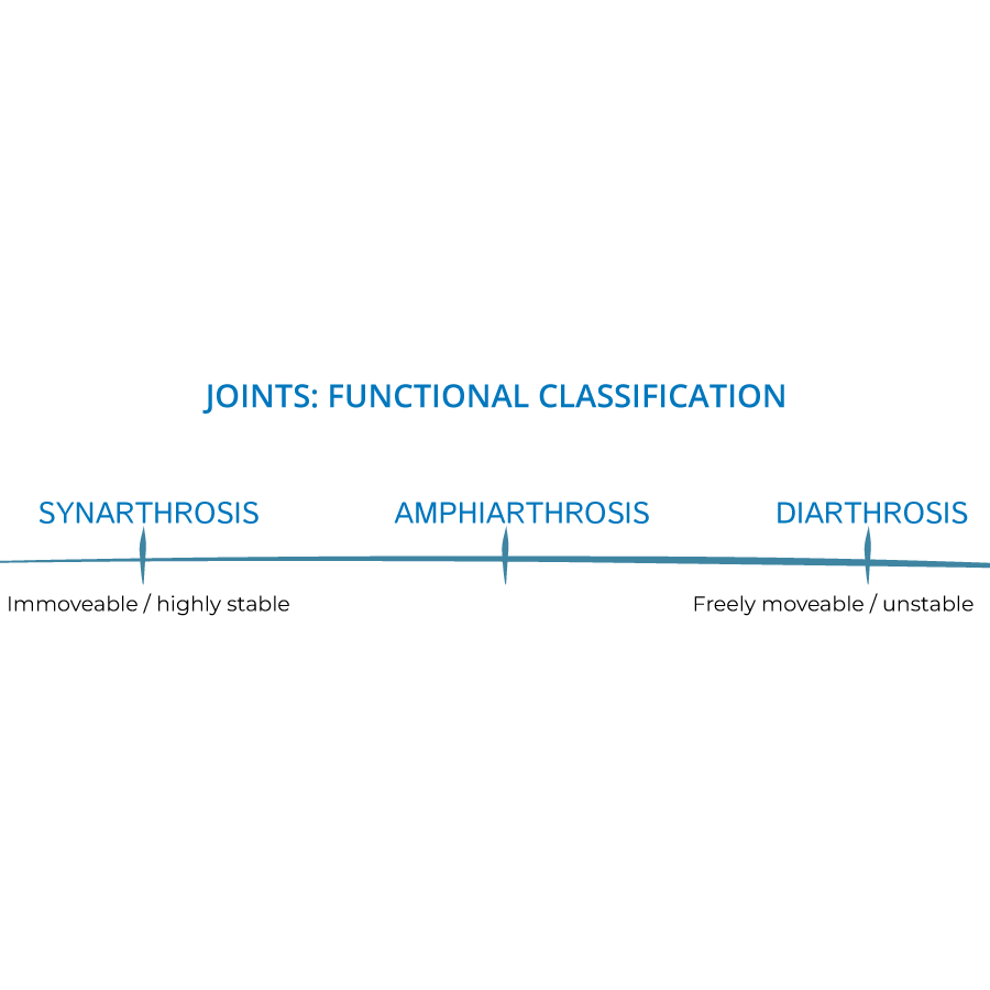 Articulations (Joints)