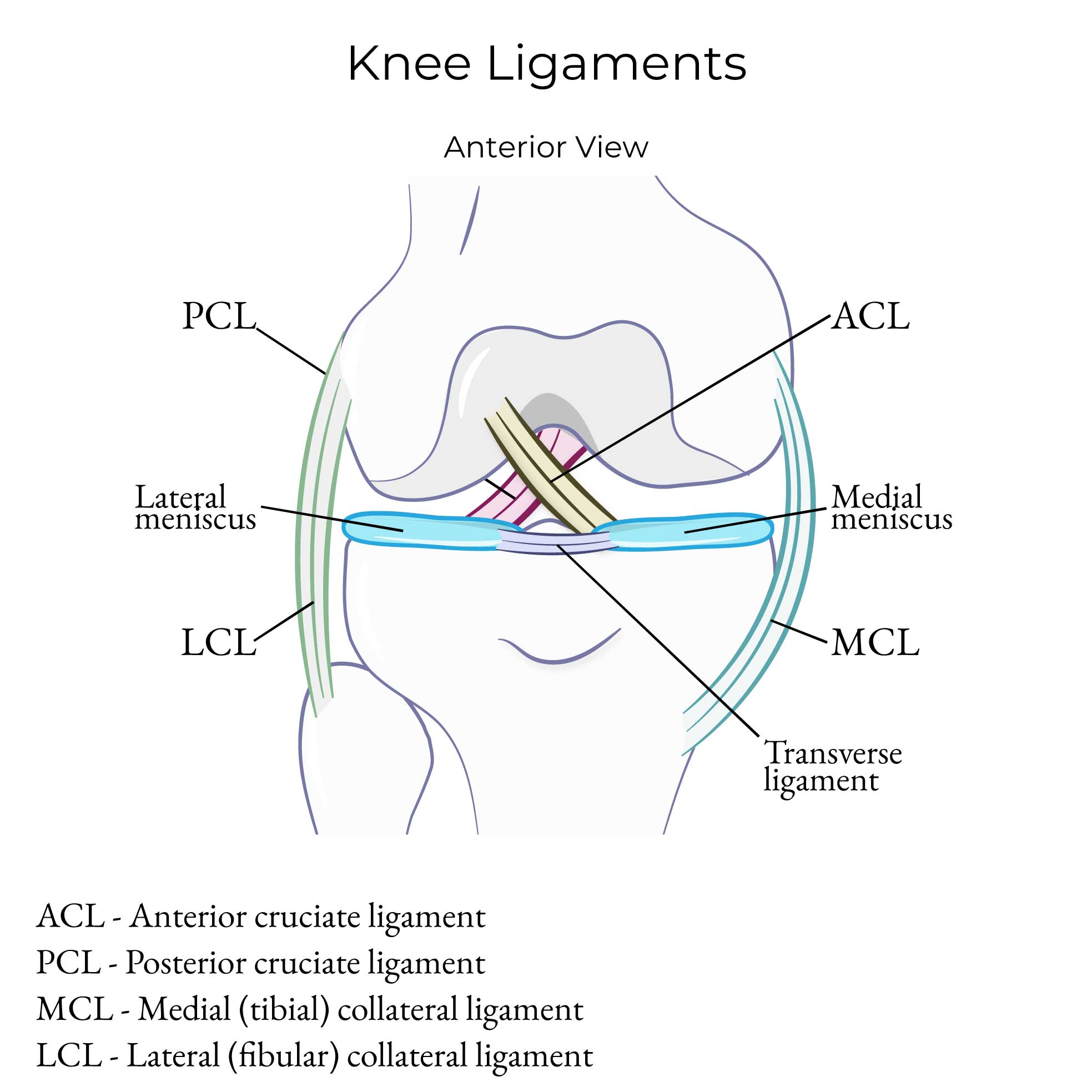 Knee Ligaments & Menisci
