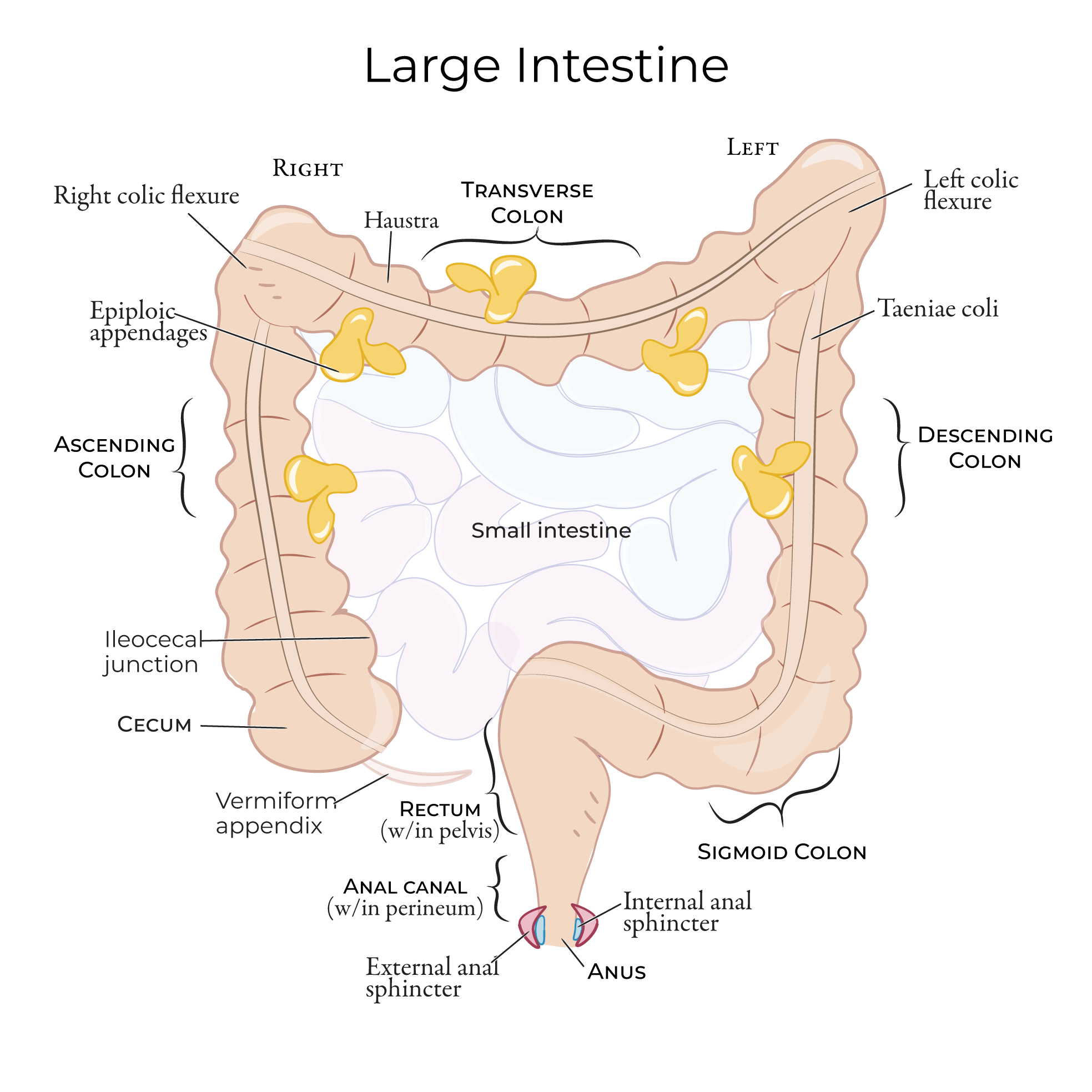 Anatomy Of Large Intestine Small Intestine Anatomy Location And