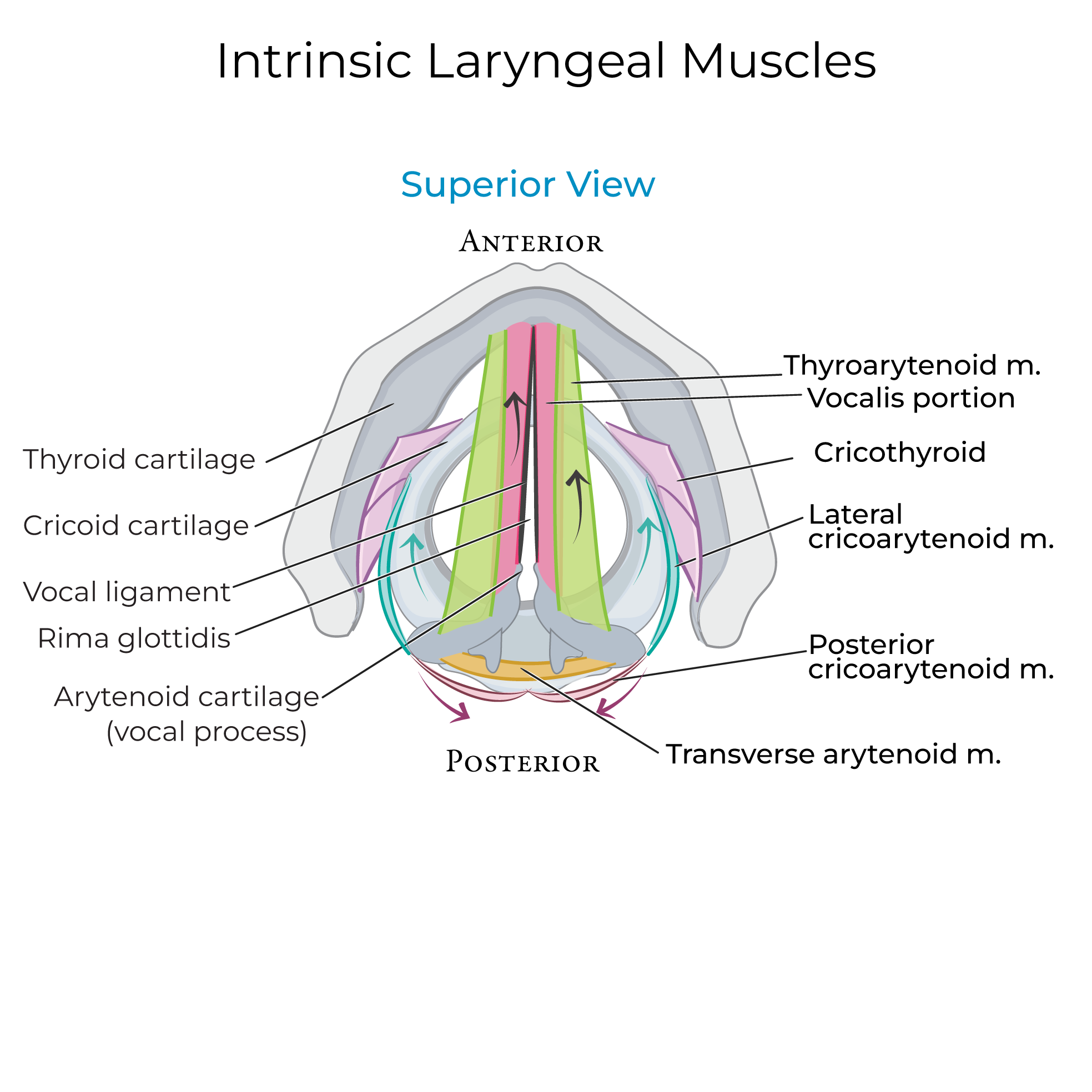 Laryngeal Muscles (Intrinsic)
