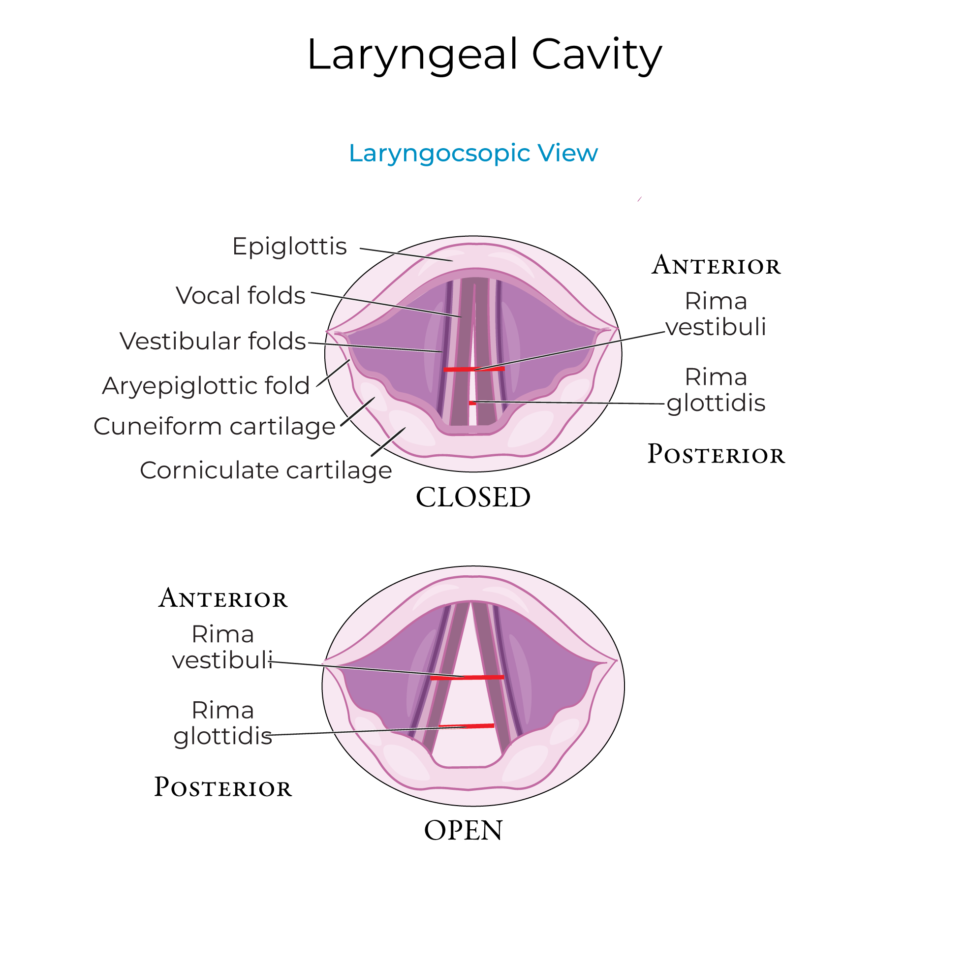 Laryngeal Cartilages & Cavity