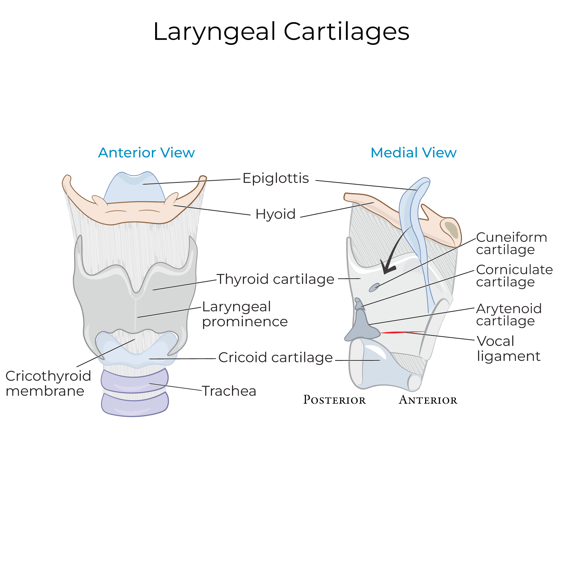 Gross Anatomy Glossary Laryngeal Cartilages Cavity Ditki Medical 