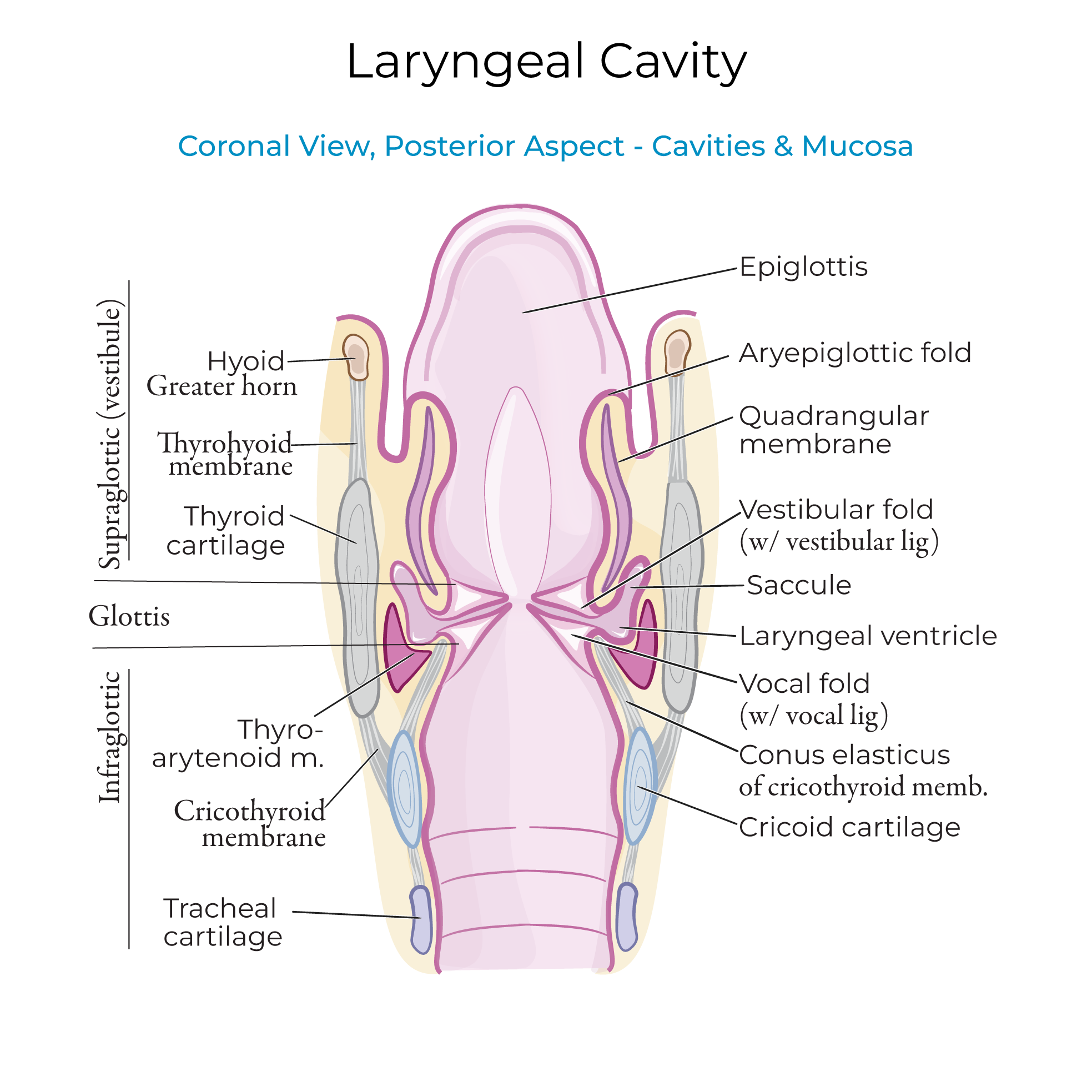 Laryngeal Cartilages & Cavity