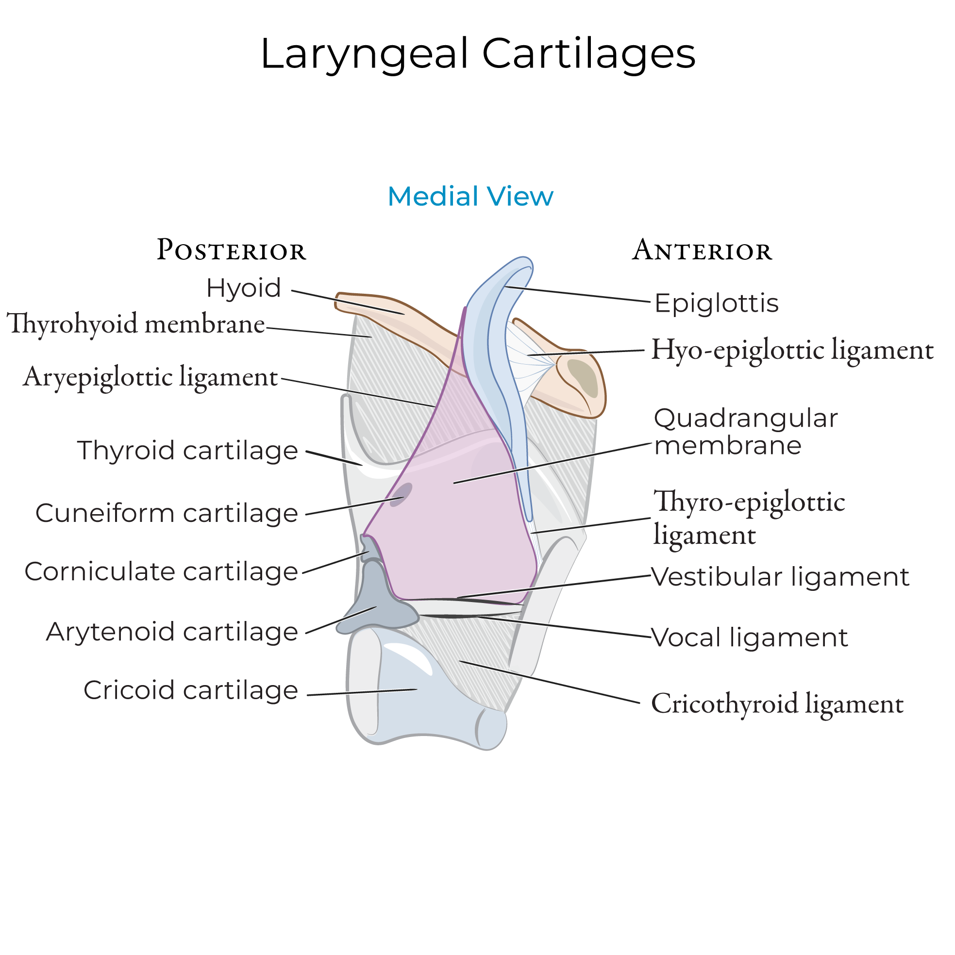 Laryngeal Cartilages & Cavity