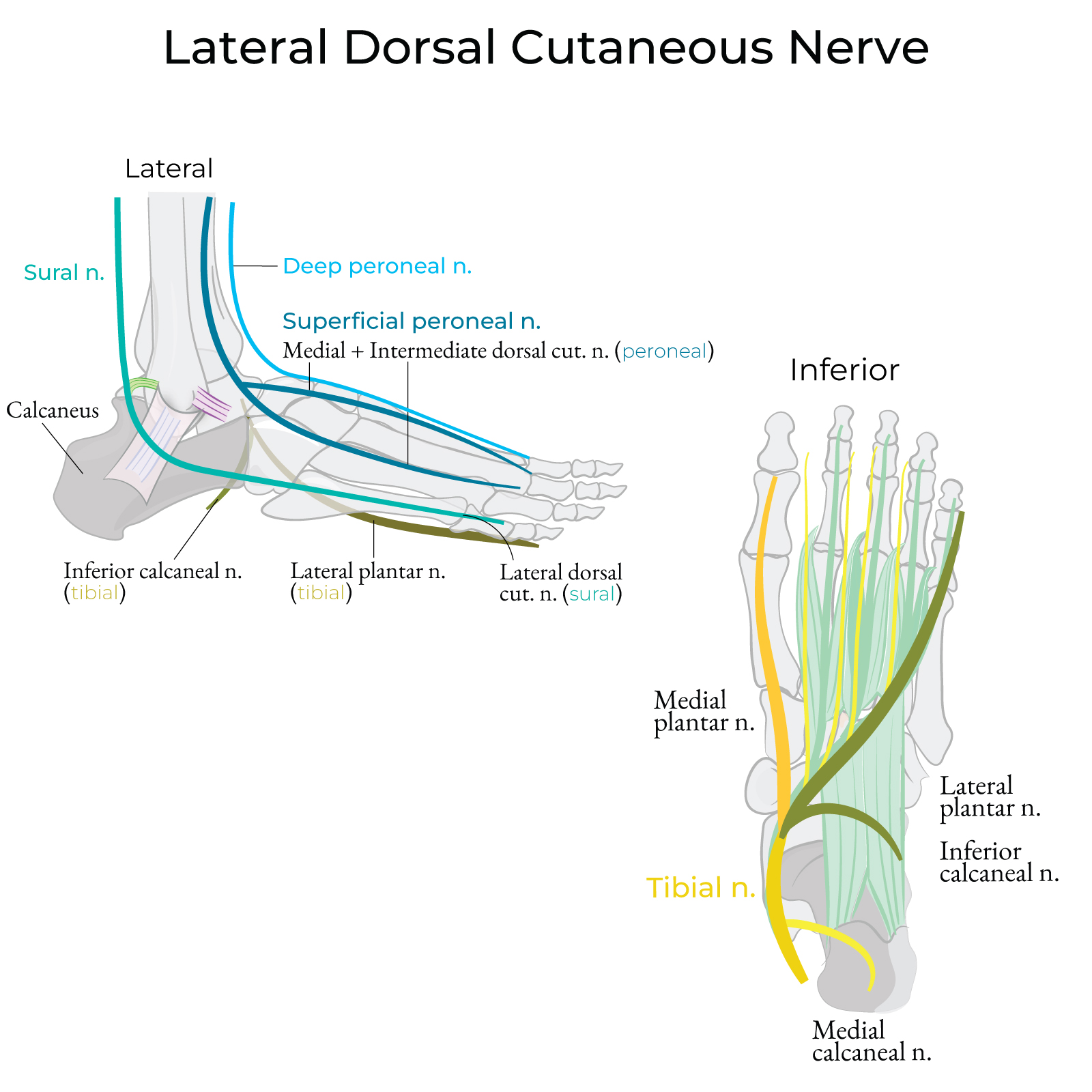 Lateral dorsal cutaneous nerve