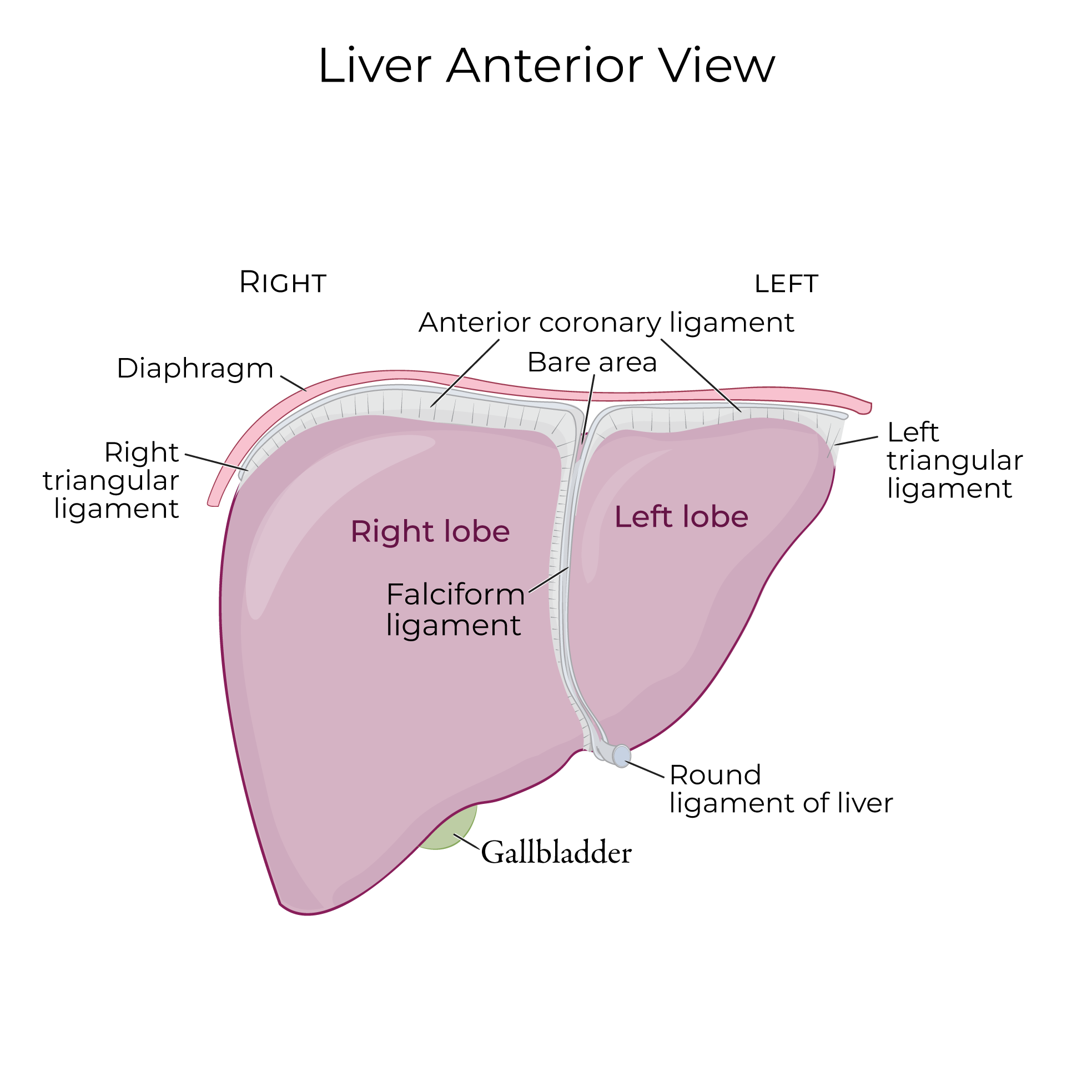 Liver Anatomy