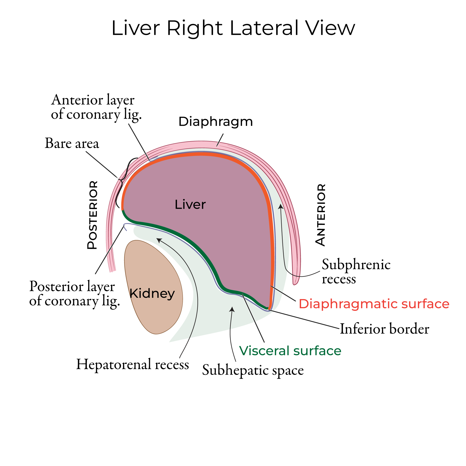 Liver Anatomy