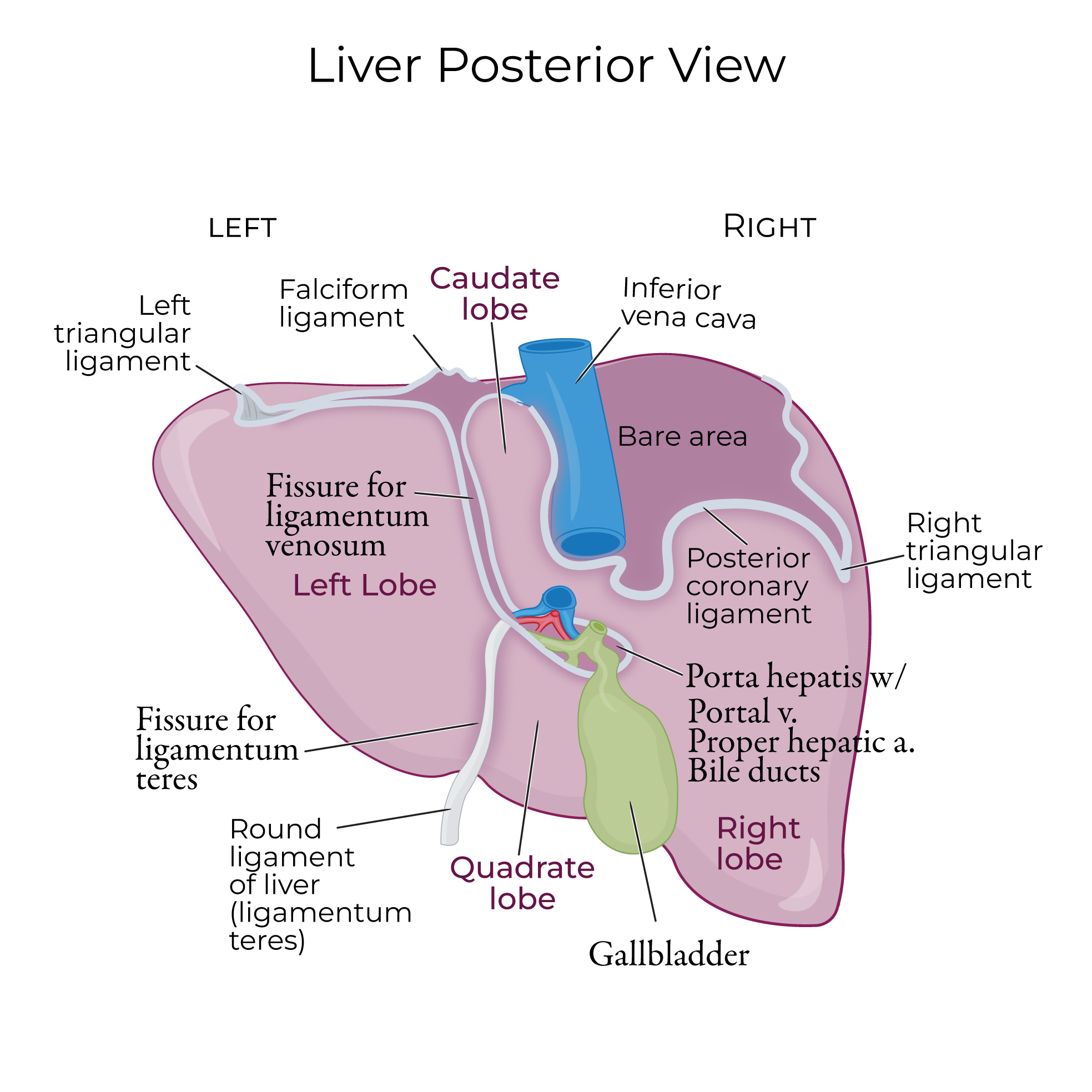 Liver Anatomy