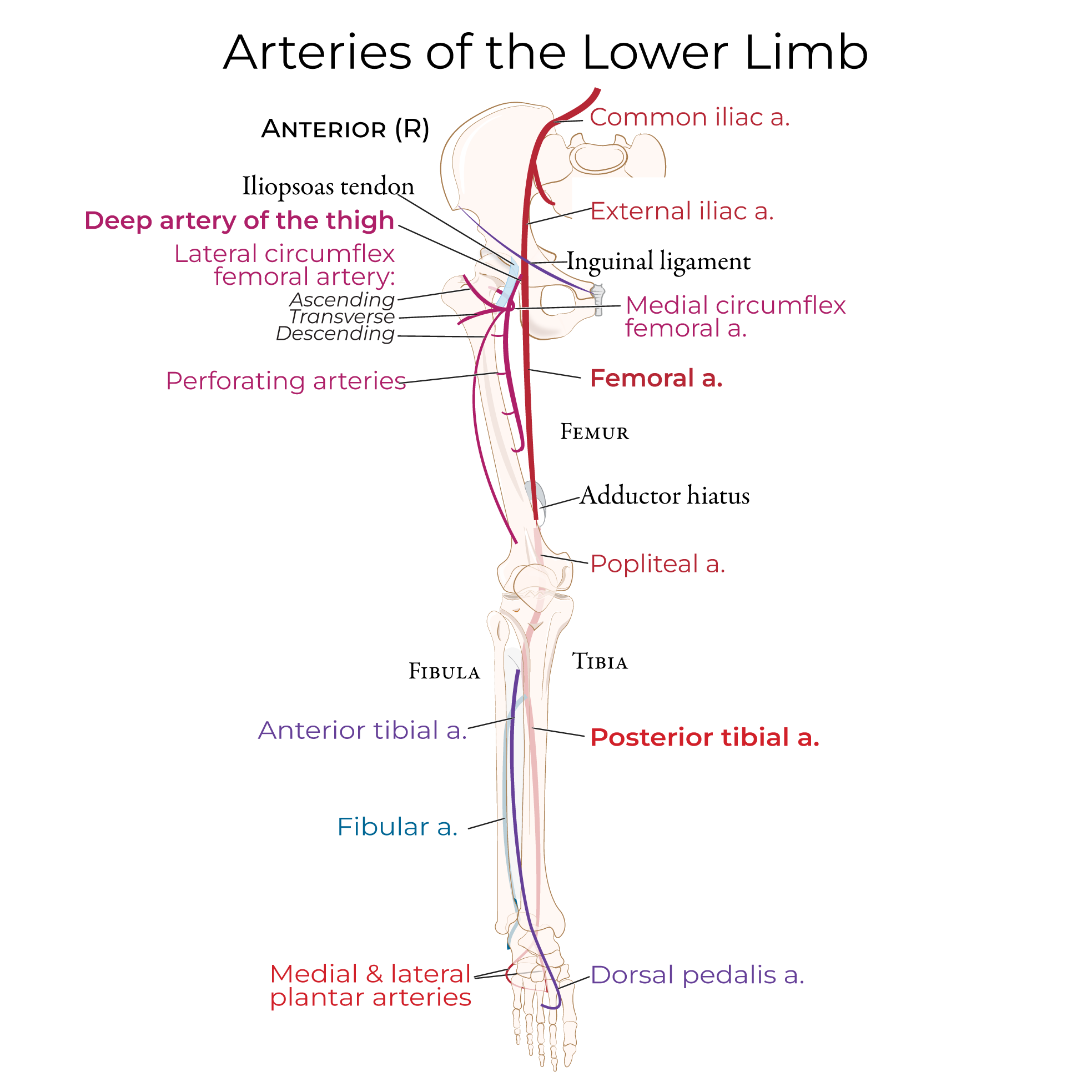 Arteries - Lower Extremity